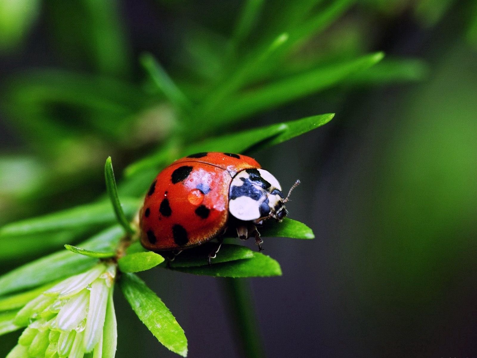 ladybug, grass, leaves, macro, color, stains, spots, ladybird Free Stock Photo