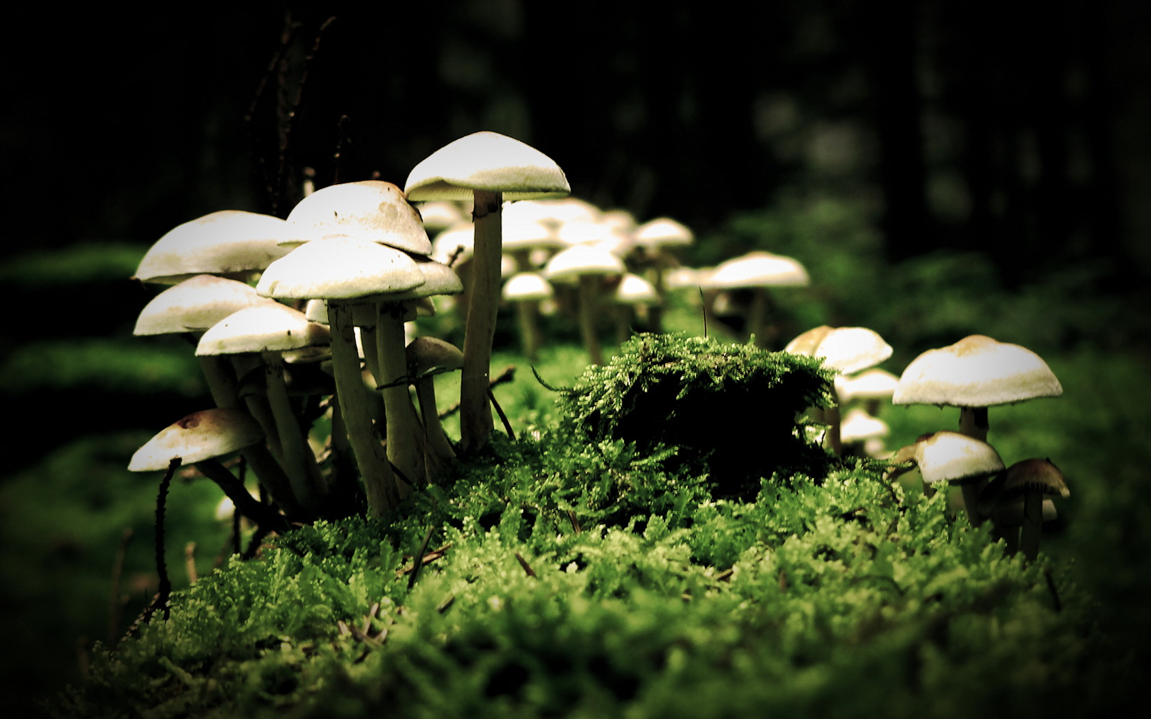 Грибы фотосинтезируют. Грибы поганки опята. Красивые поганки. Фотообои грибы. Грибной лес.
