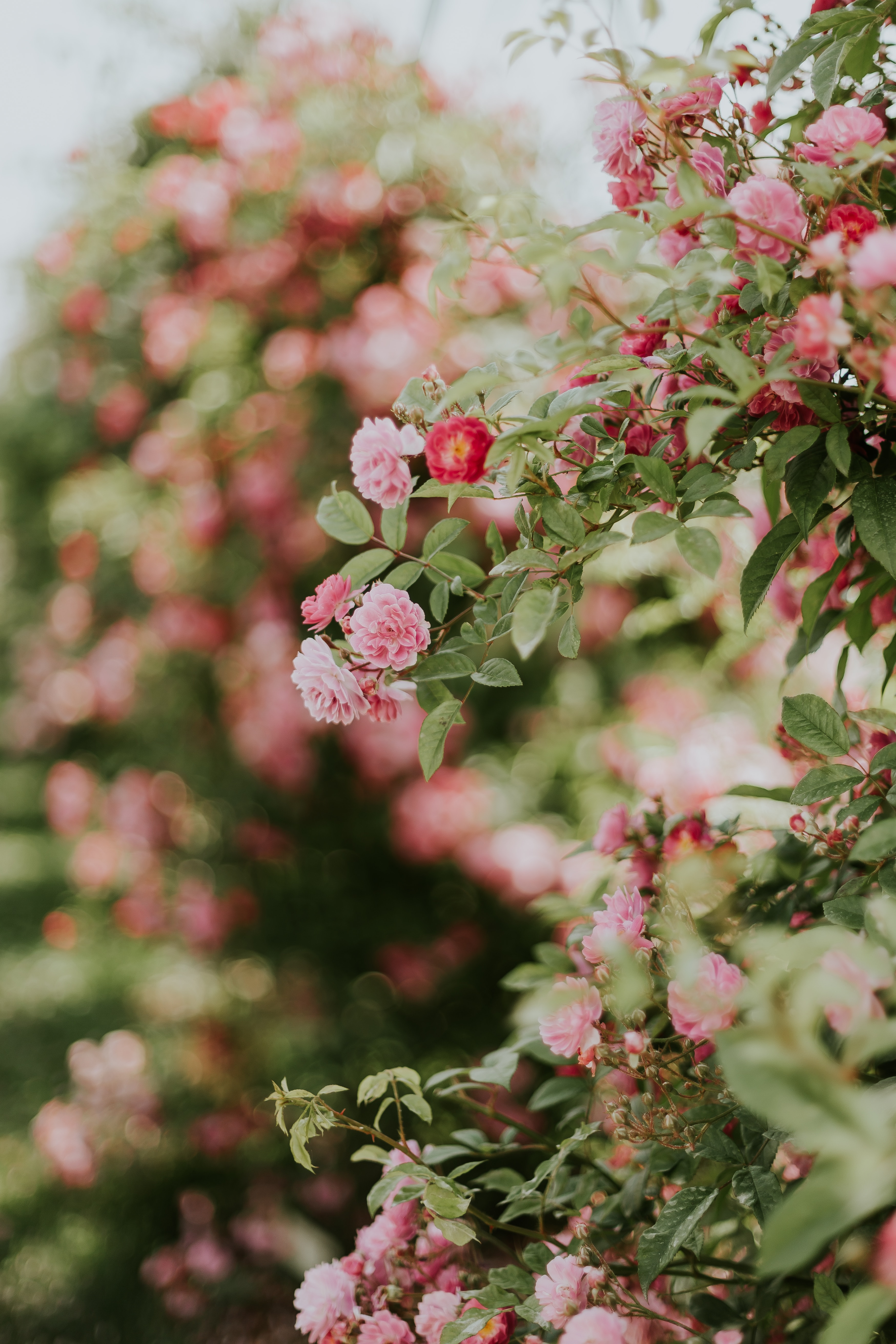 150305 descargar fondo de pantalla planta, flores, rosa, arbusto, florecer, floración, rosado: protectores de pantalla e imágenes gratis