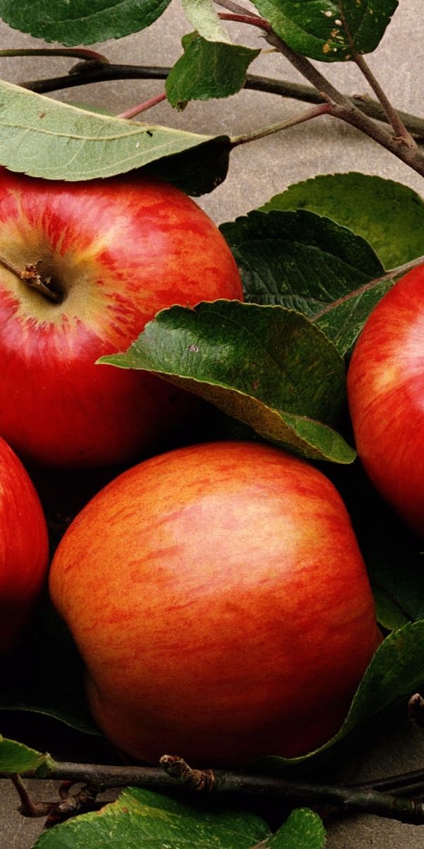 Яблоня телефоны. Яблоня. Красивое яблоко. Яблоки красные. Яблоня с яблоками.