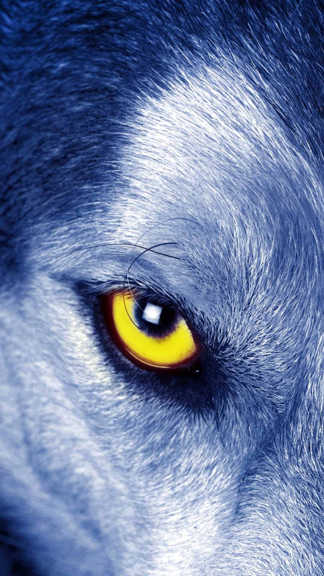 Wolf Eyes Wallpapers  Wallpaper Cave