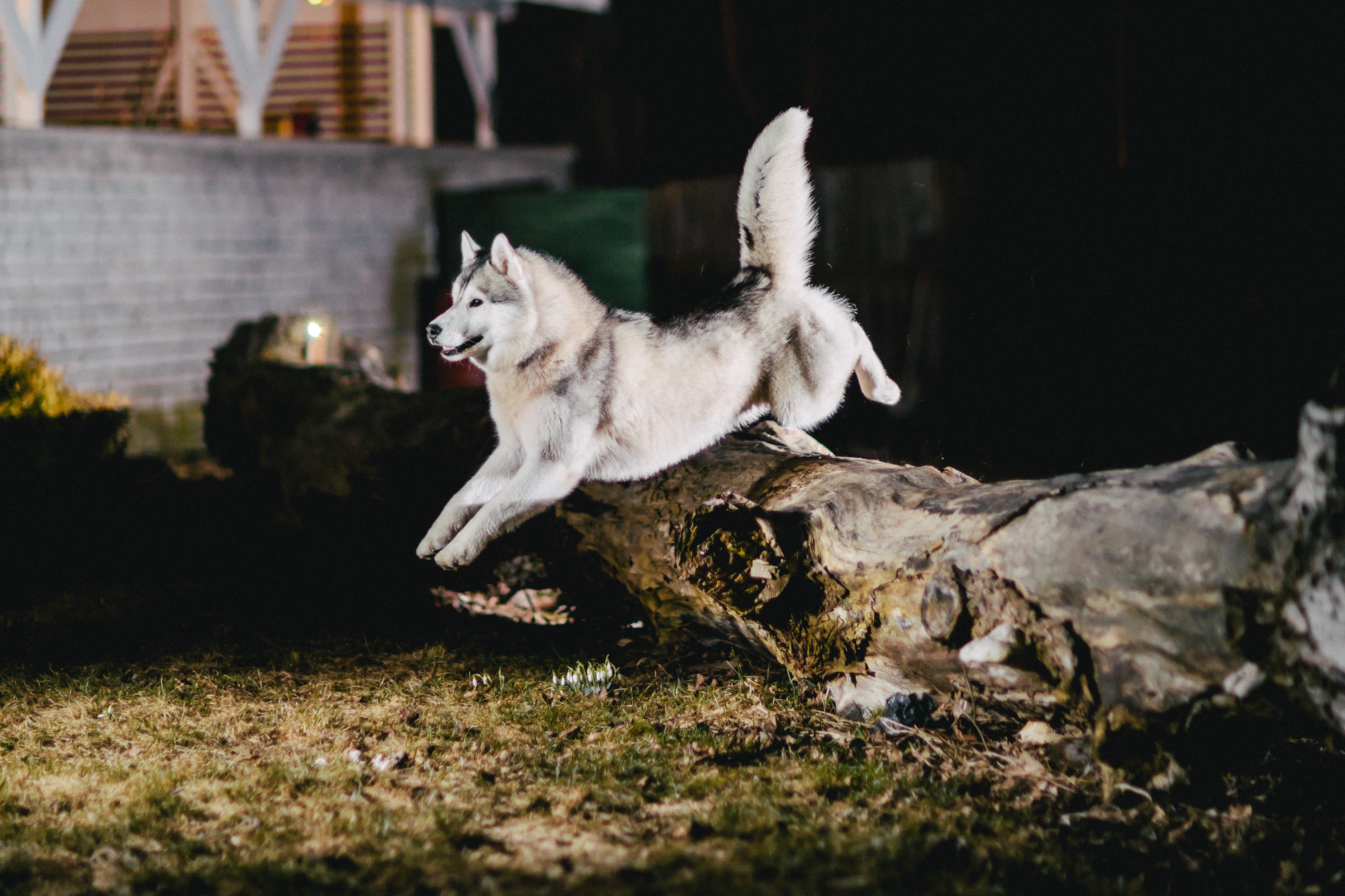 153843壁紙のダウンロード動物, 犬, 跳ねる 弾む, 跳ねる, ハスキー-スクリーンセーバーと写真を無料で