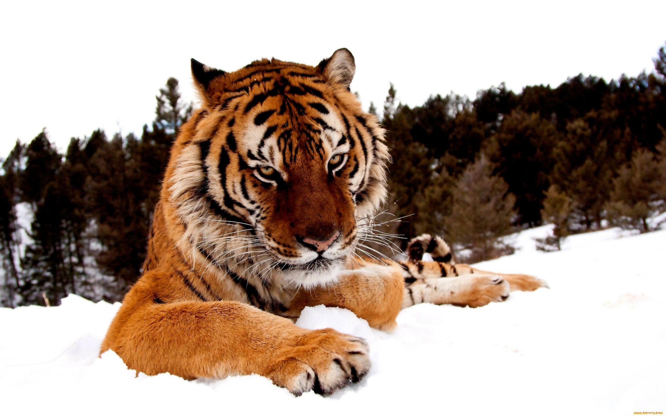 Full HD Wallpaper animals, tigers