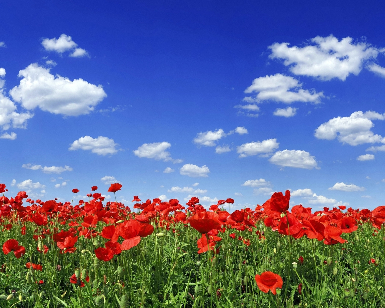 4015 Hintergrundbild herunterladen tulpen, pflanzen, landschaft, sky, mohn, blau - Bildschirmschoner und Bilder kostenlos