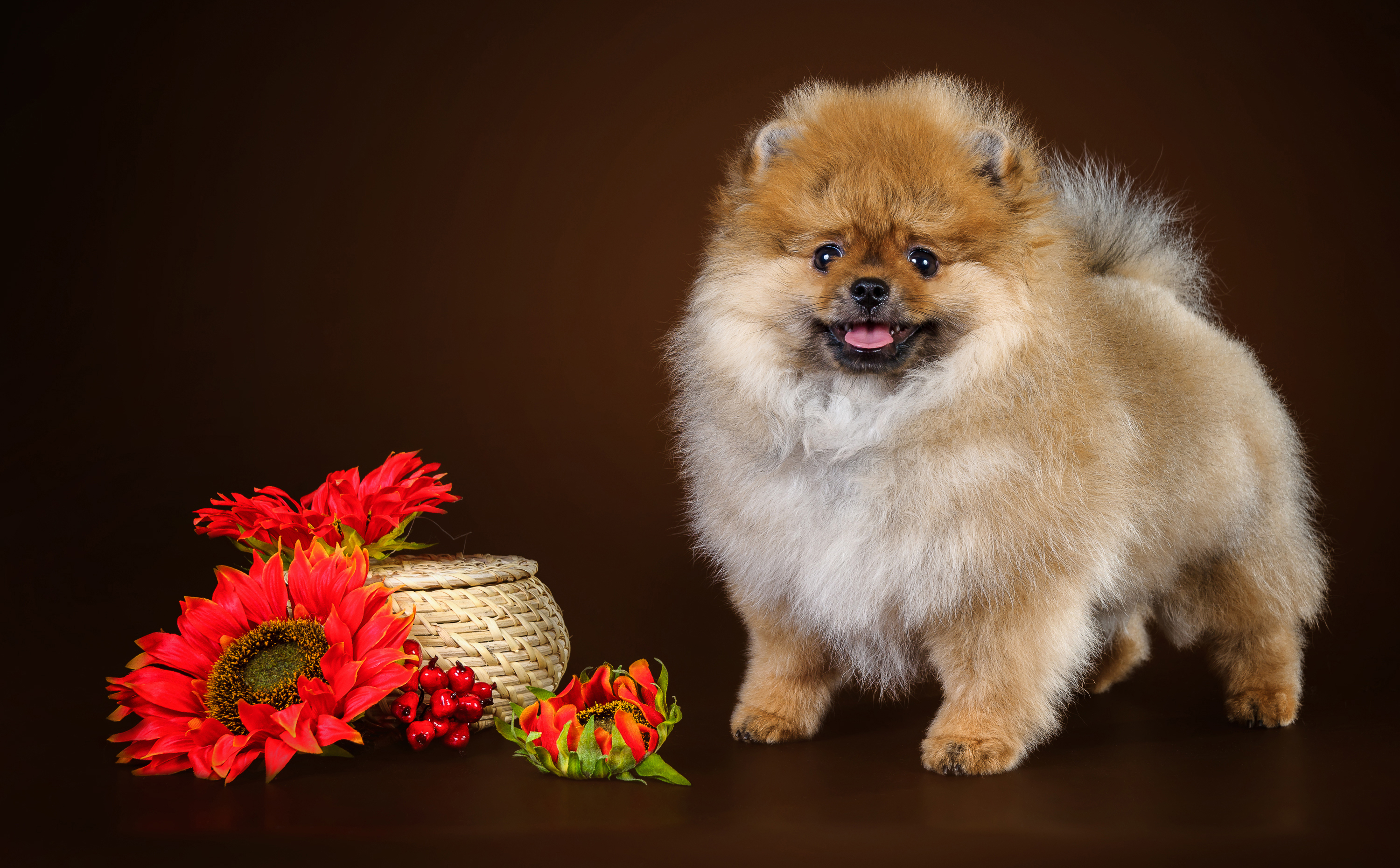 419752 завантажити шпалери тварина, шпіц, пес, червона квітка, собаки - заставки і картинки безкоштовно