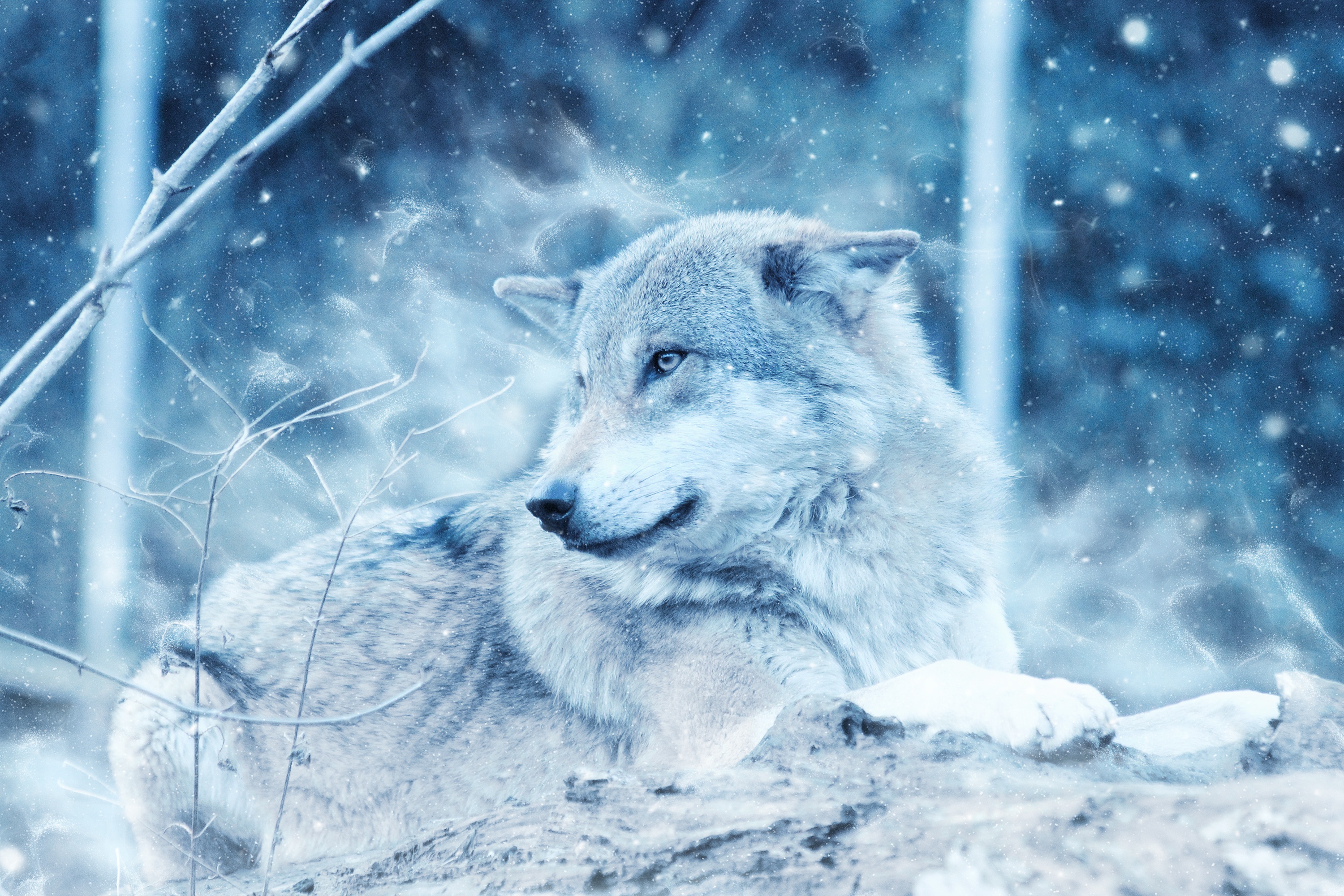 93151 Hintergrundbild herunterladen meinung, wolf, sicht, predator, raubtier, tiere, photoshop - Bildschirmschoner und Bilder kostenlos