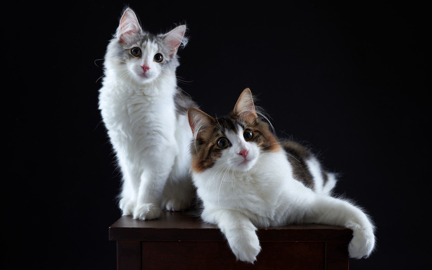 cats, animals, fluffy, couple, pair