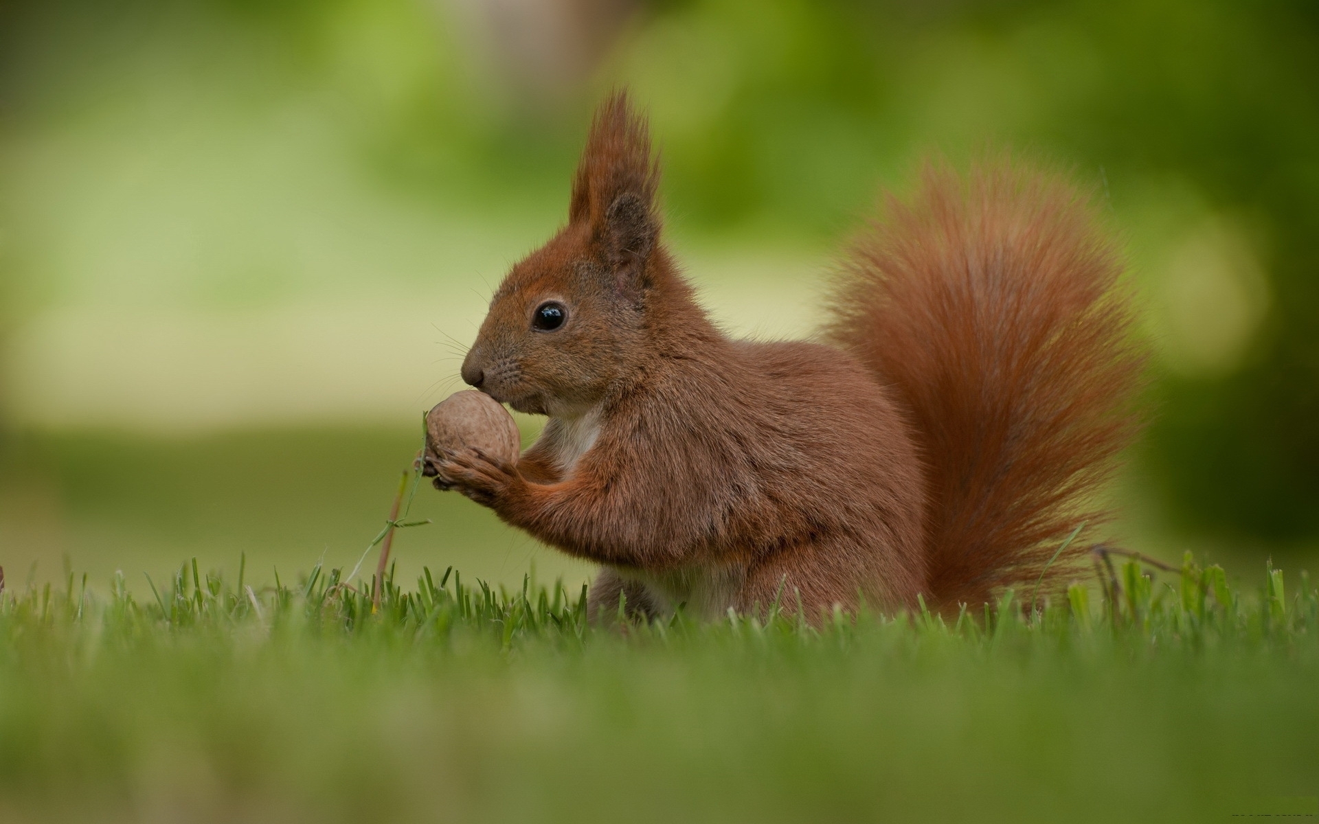 Download mobile wallpaper Squirrel, Animals for free.