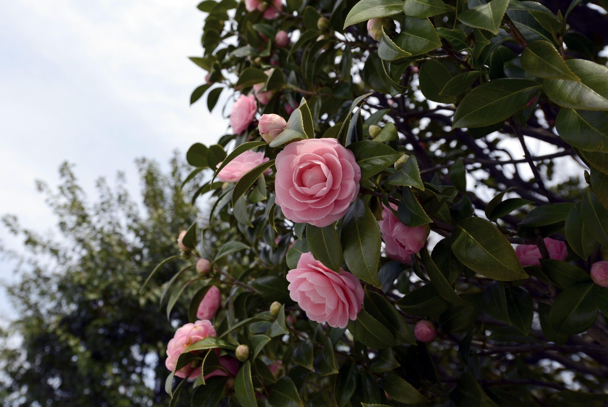 Японская роза фото кустарник фото