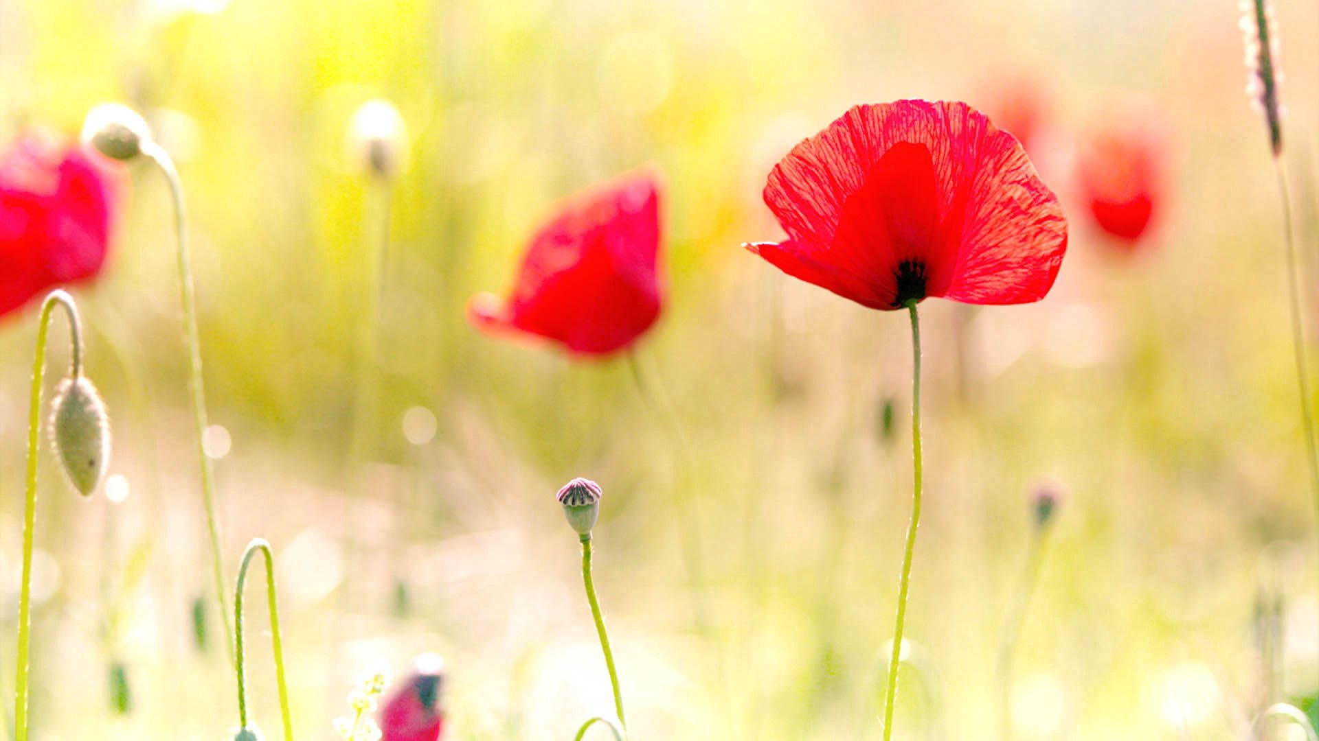 Popular Poppies background images