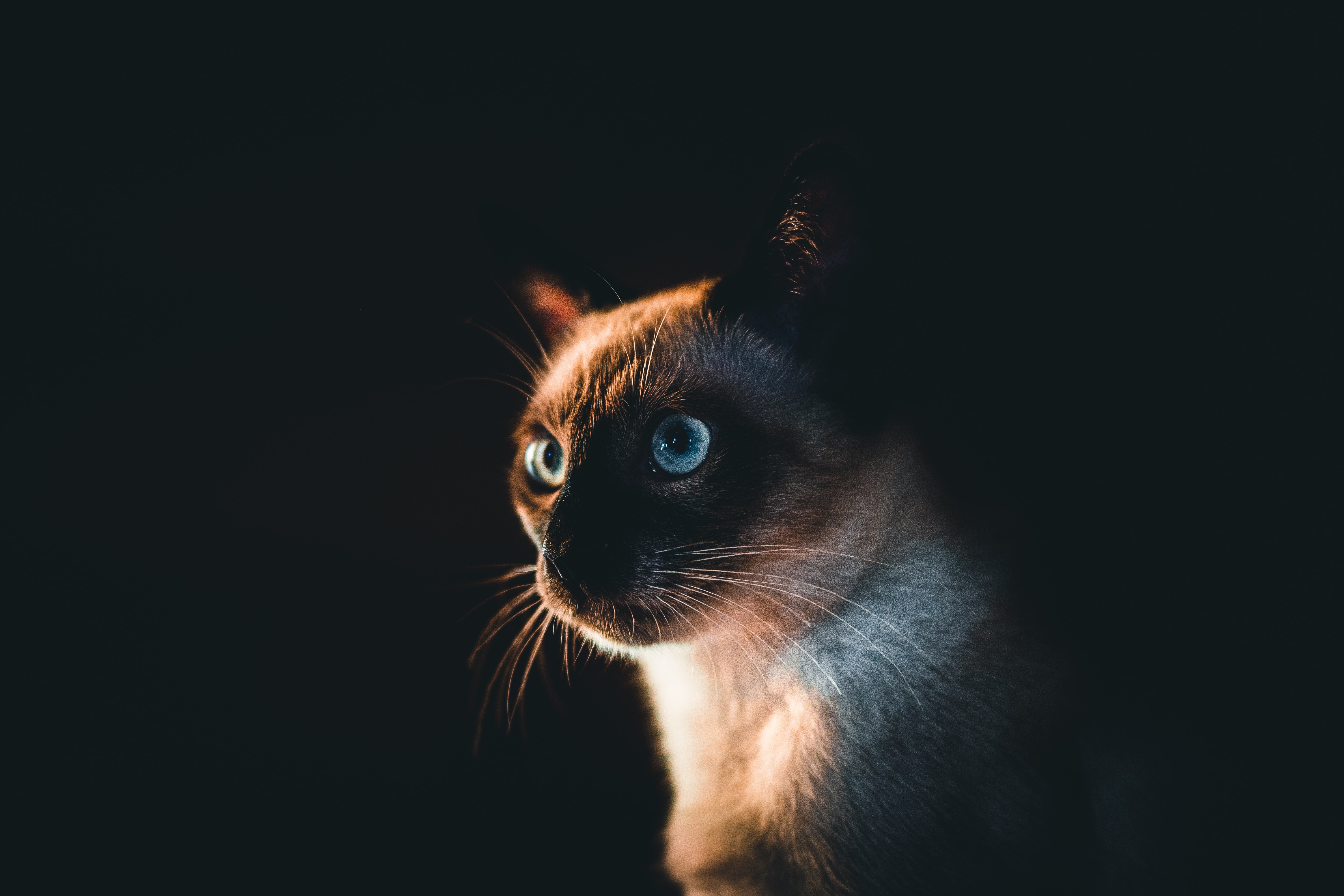 Download mobile wallpaper Sight, Opinion, Animals, Pet, Cat, Siamese Cat, Dark for free.