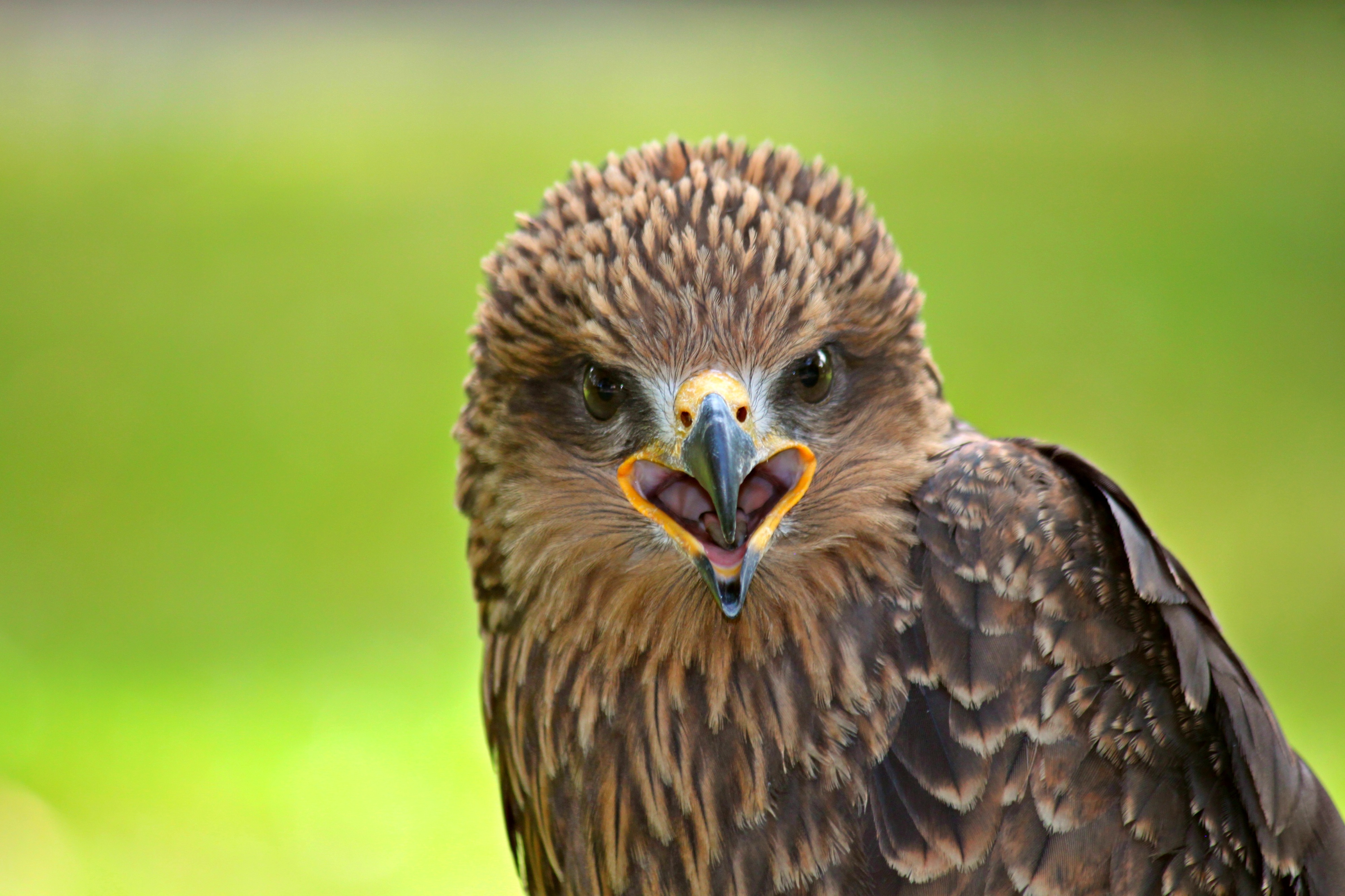Laden Sie das Vogel, Falke, Raubtier, Predator, Tiere-Bild kostenlos auf Ihren PC-Desktop herunter