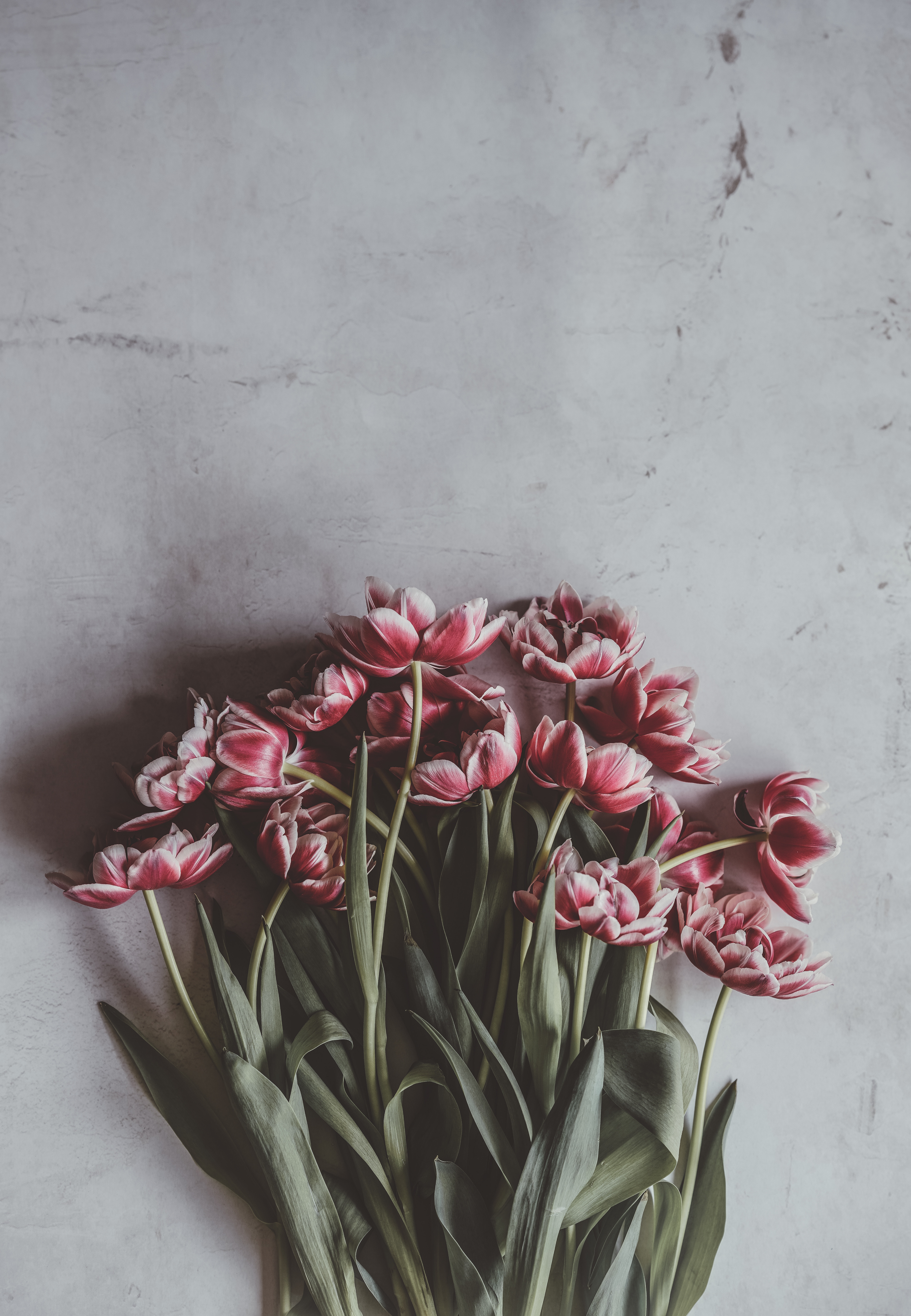 Laden Sie das Strauß, Stammt, Vorbauten, Blumen, Bouquet, Knospen, Tulpen-Bild kostenlos auf Ihren PC-Desktop herunter
