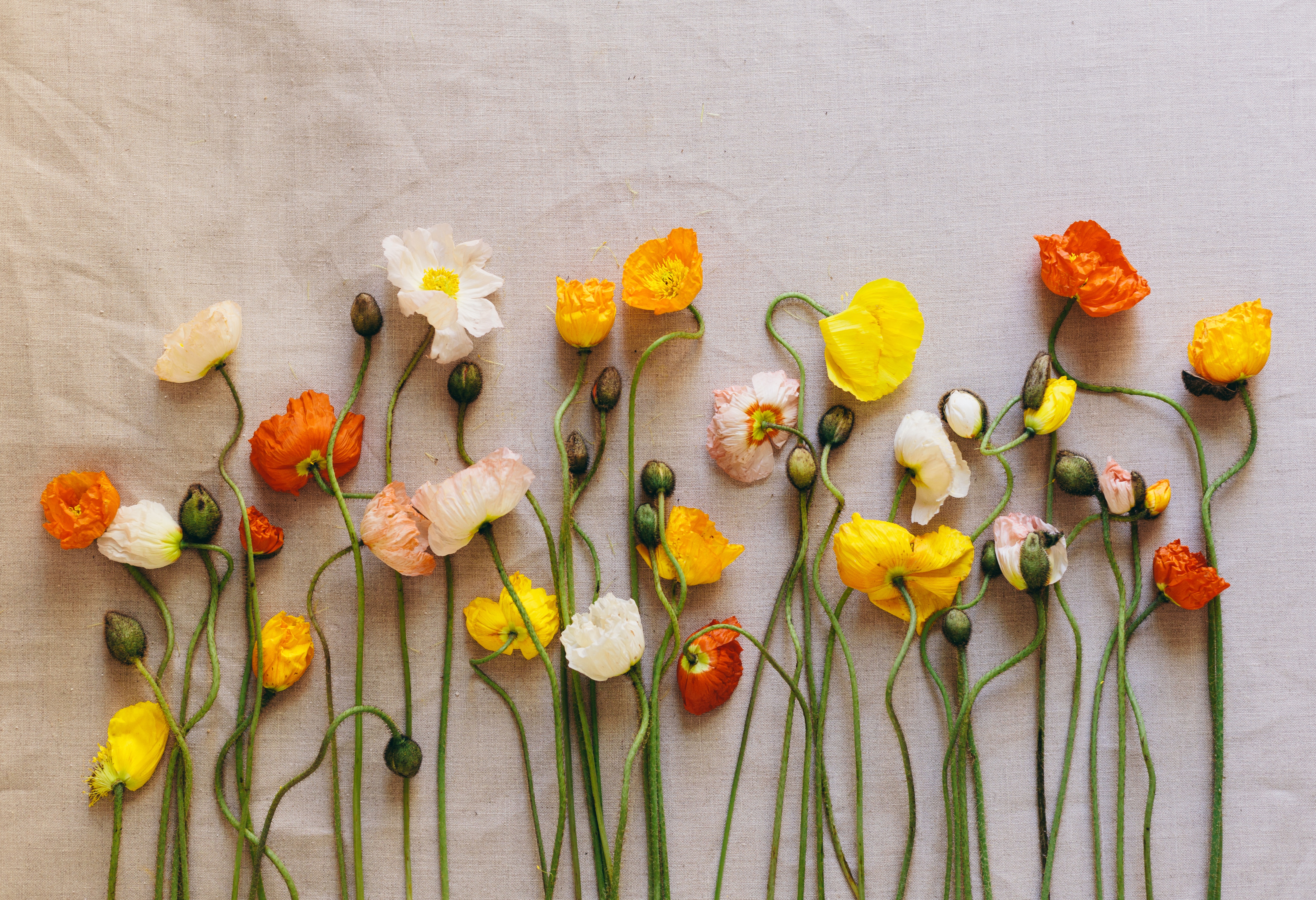 poppies, flowers, herbarium QHD