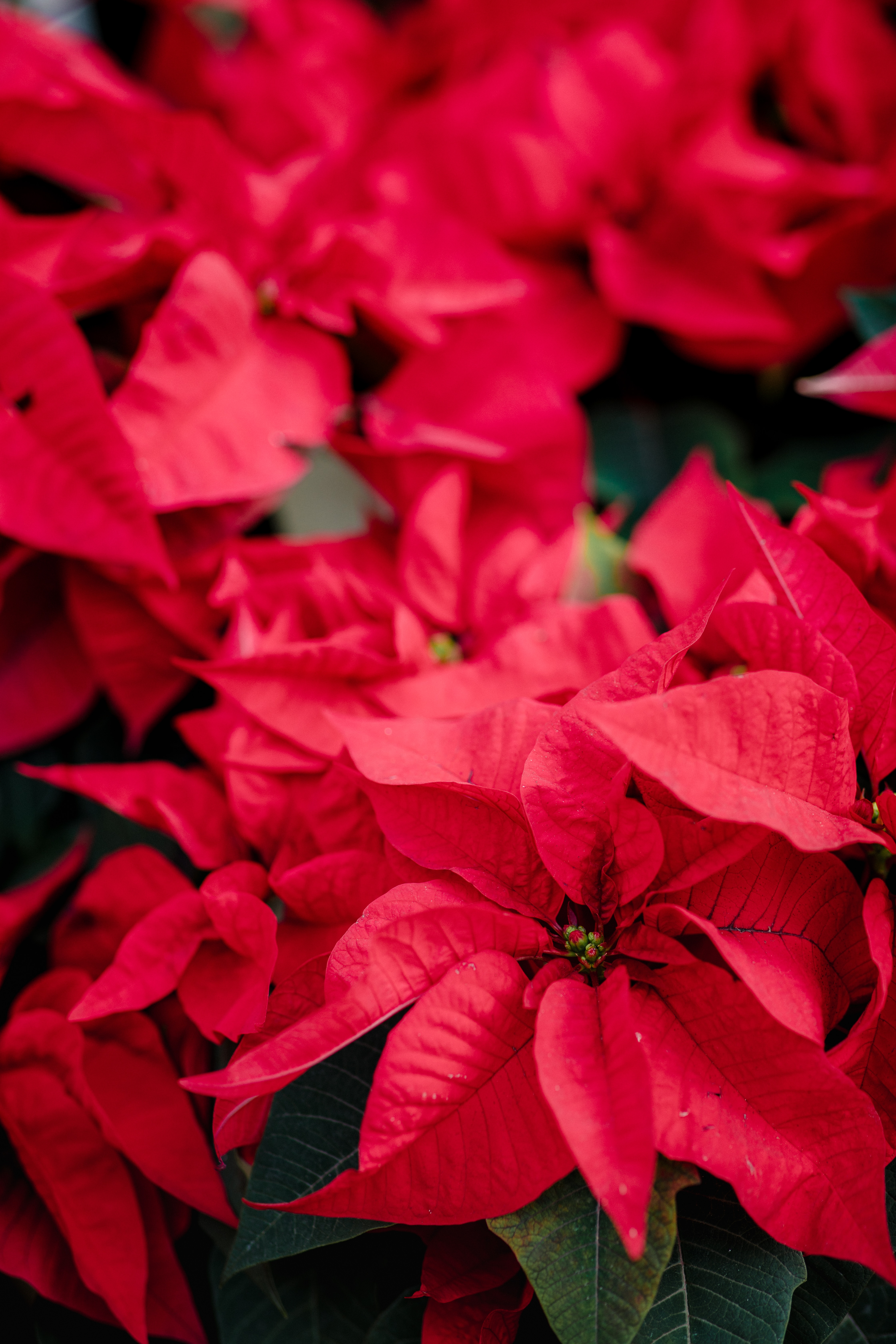 flowers, red, plant, decorative, poinsettia HD wallpaper