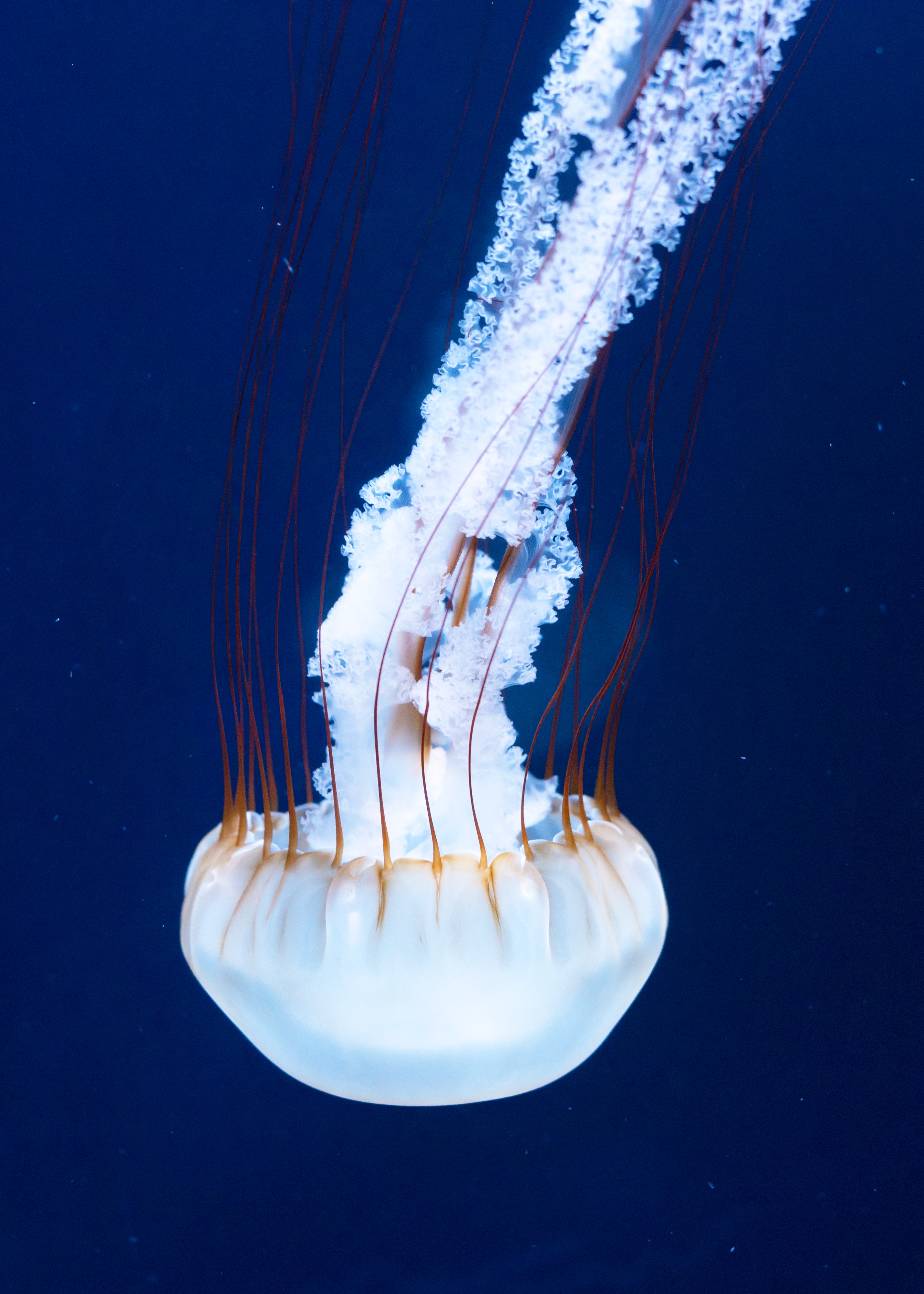 Download mobile wallpaper Ropalia, Animals, Tentacles, Underwater World, Jellyfish for free.