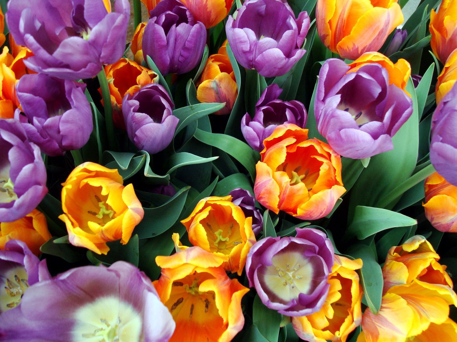 100853 скачать картинку тюльпаны, разные, цветы, букет, тычинки - обои и заставки бесплатно