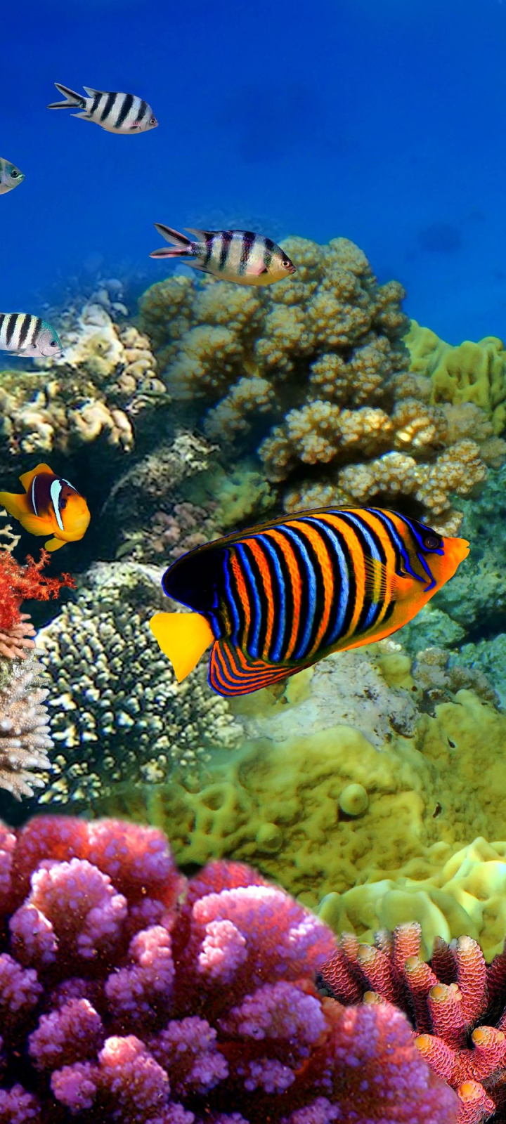 great barrier reef, animal, fish, colors, coral, underwater, fishes