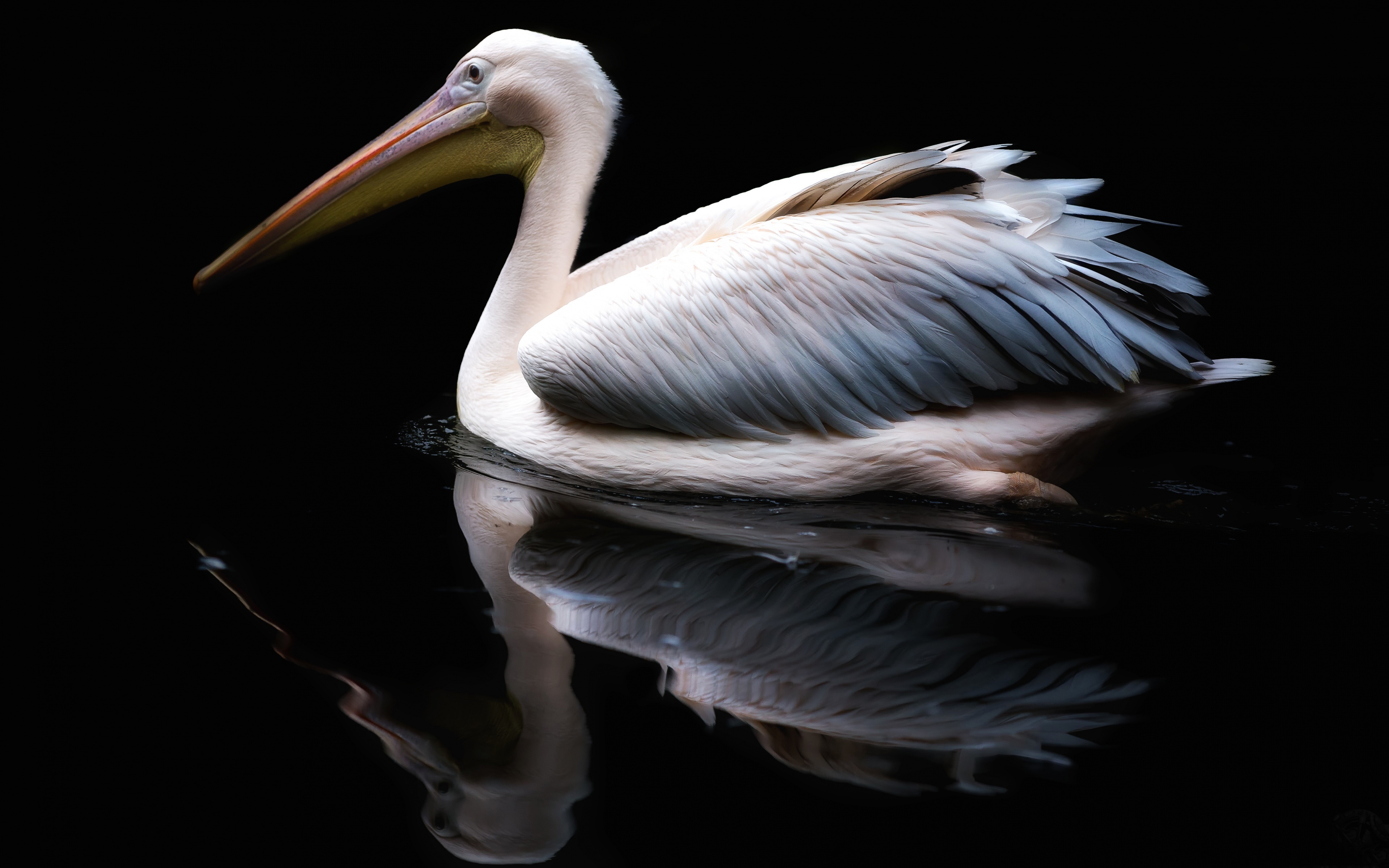 Pelican  HD desktop images
