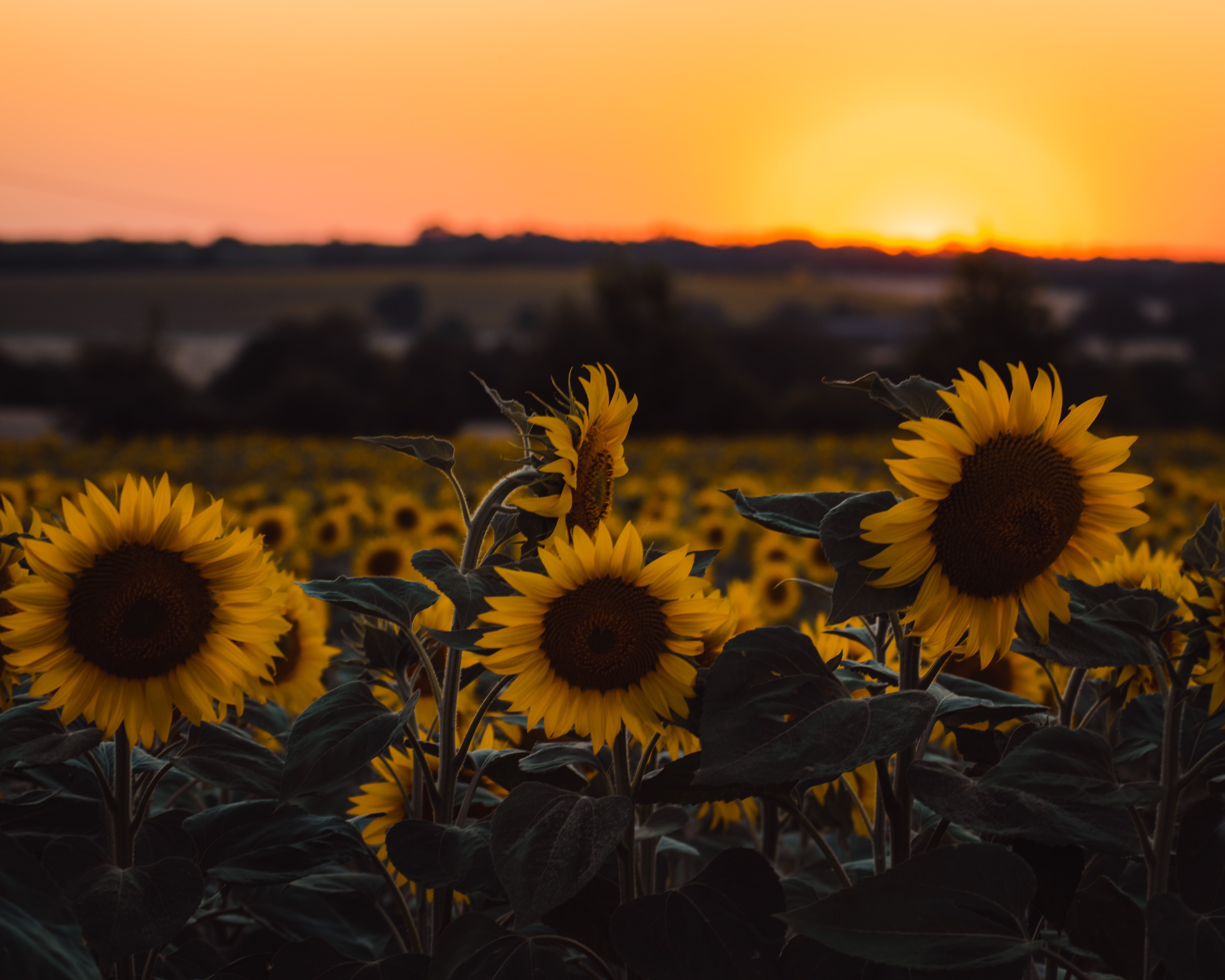 sunflowers, yellow, flowers, sunset, field