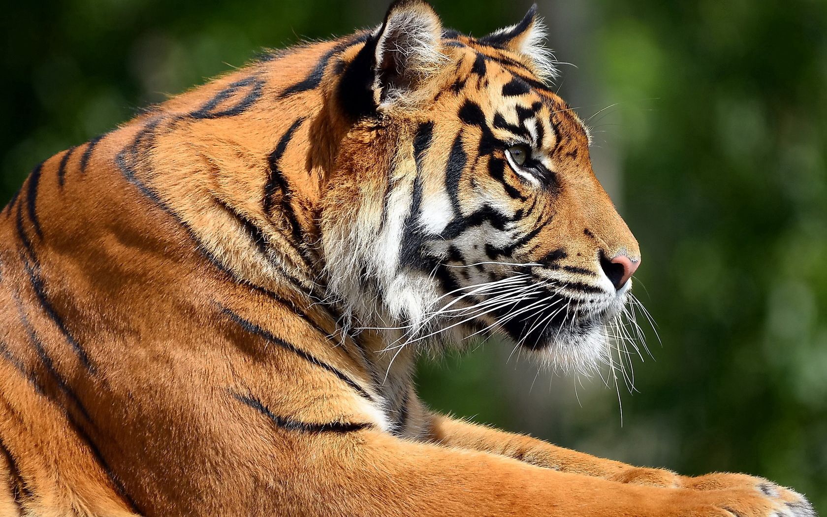 Download mobile wallpaper Muzzle, Profile, Animals, Big Cat, Tiger for free.