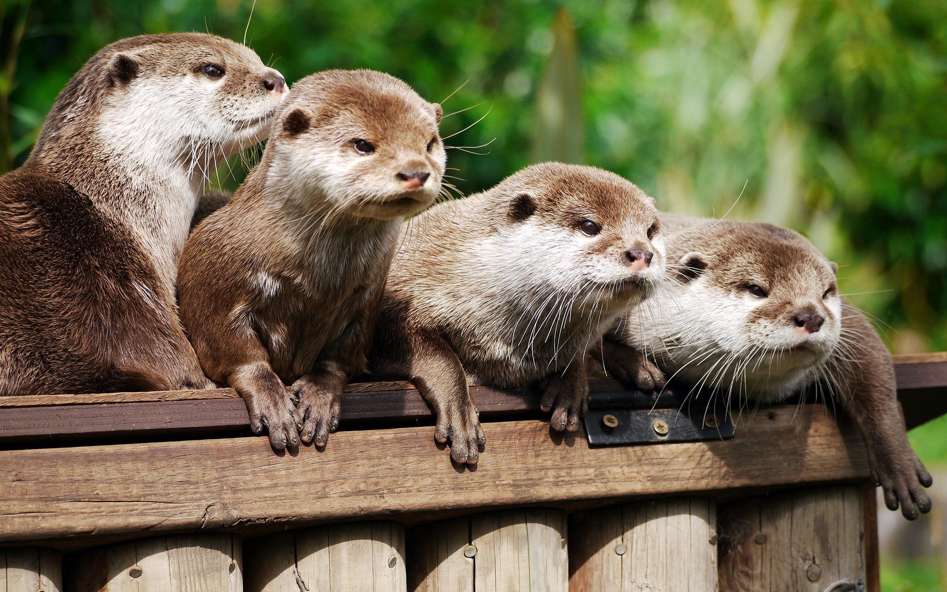 otter, animal Free Stock Photo