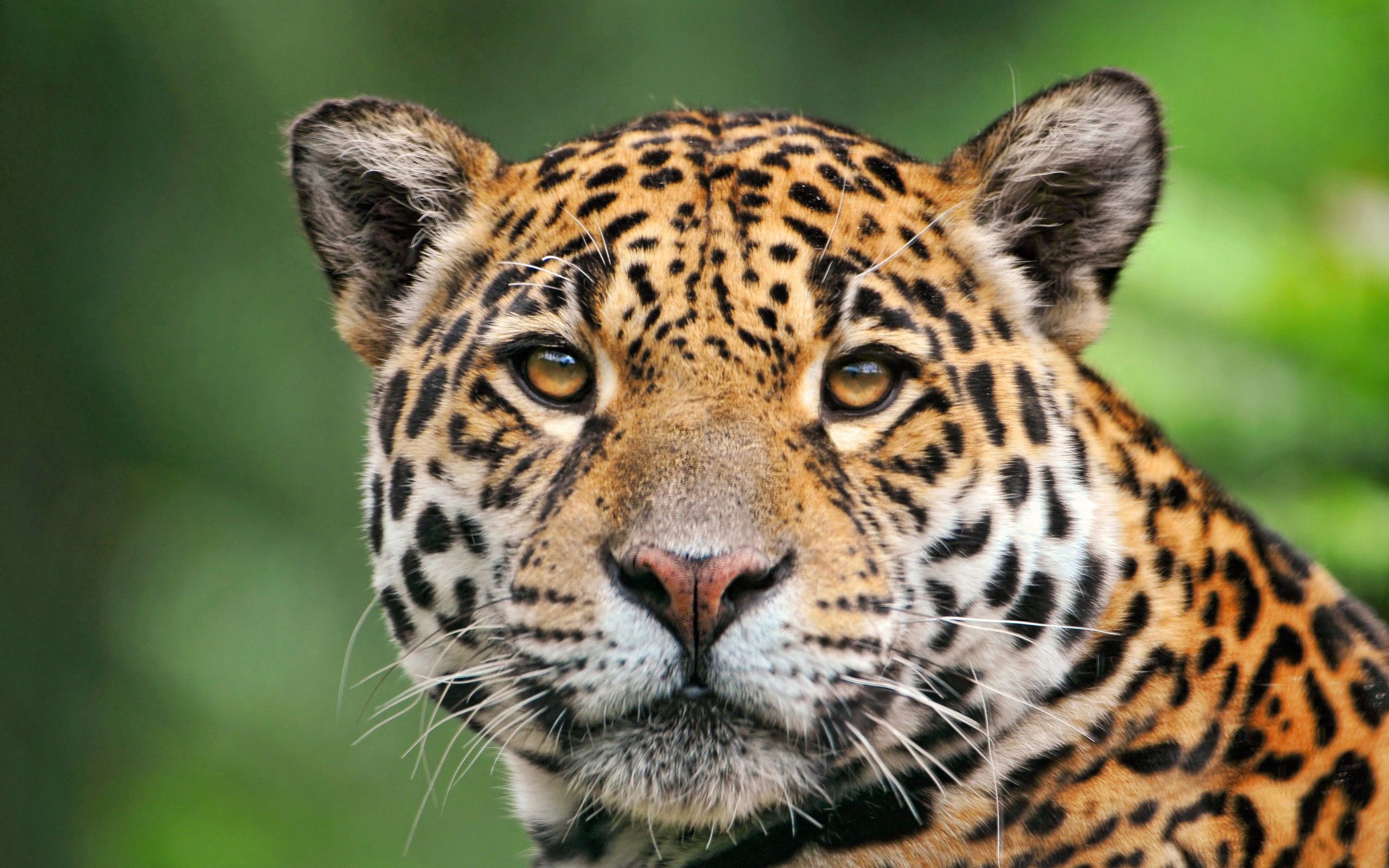 Laden Sie das Jaguar, Schnauze, Tiere, Farbe-Bild kostenlos auf Ihren PC-Desktop herunter