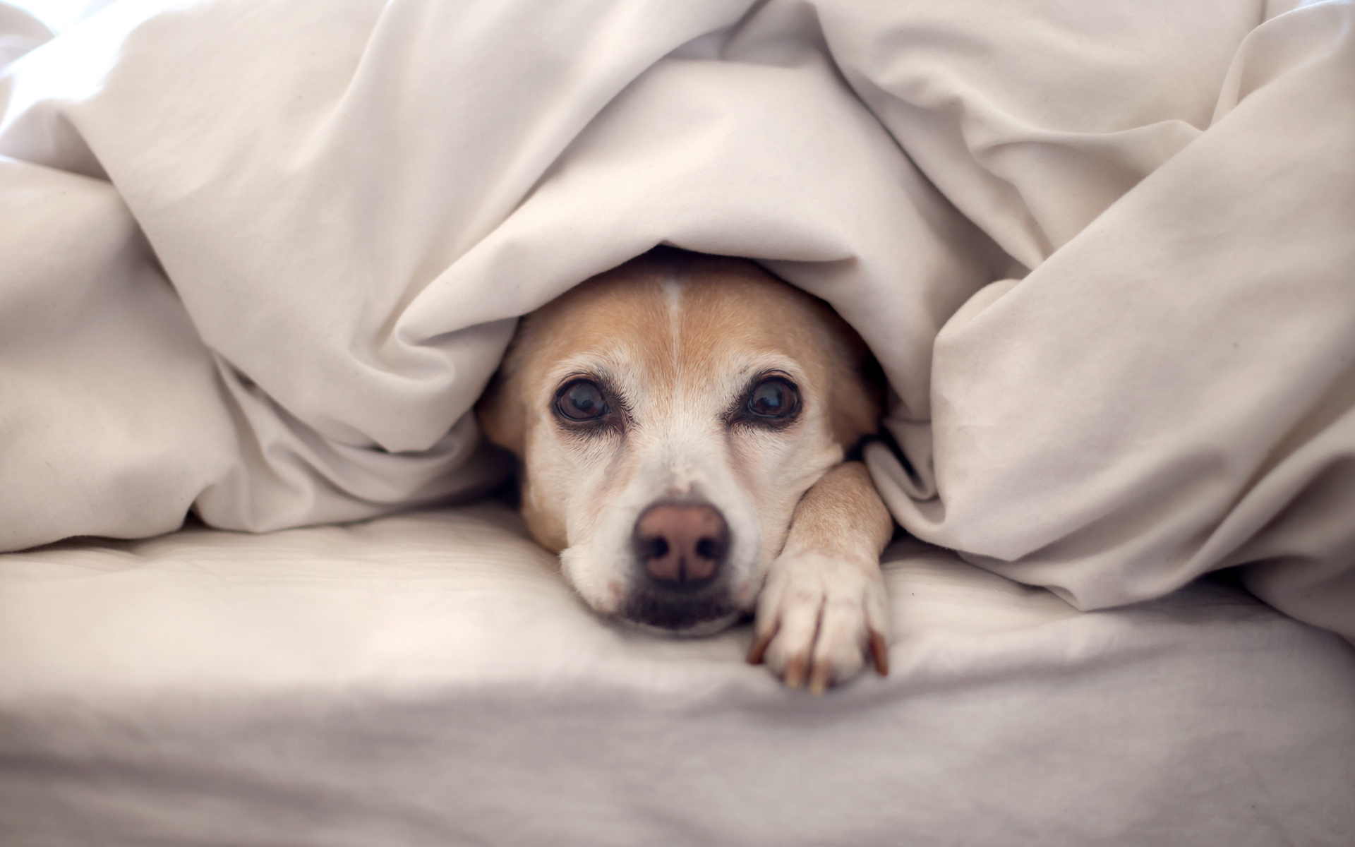 Собака под одеялом