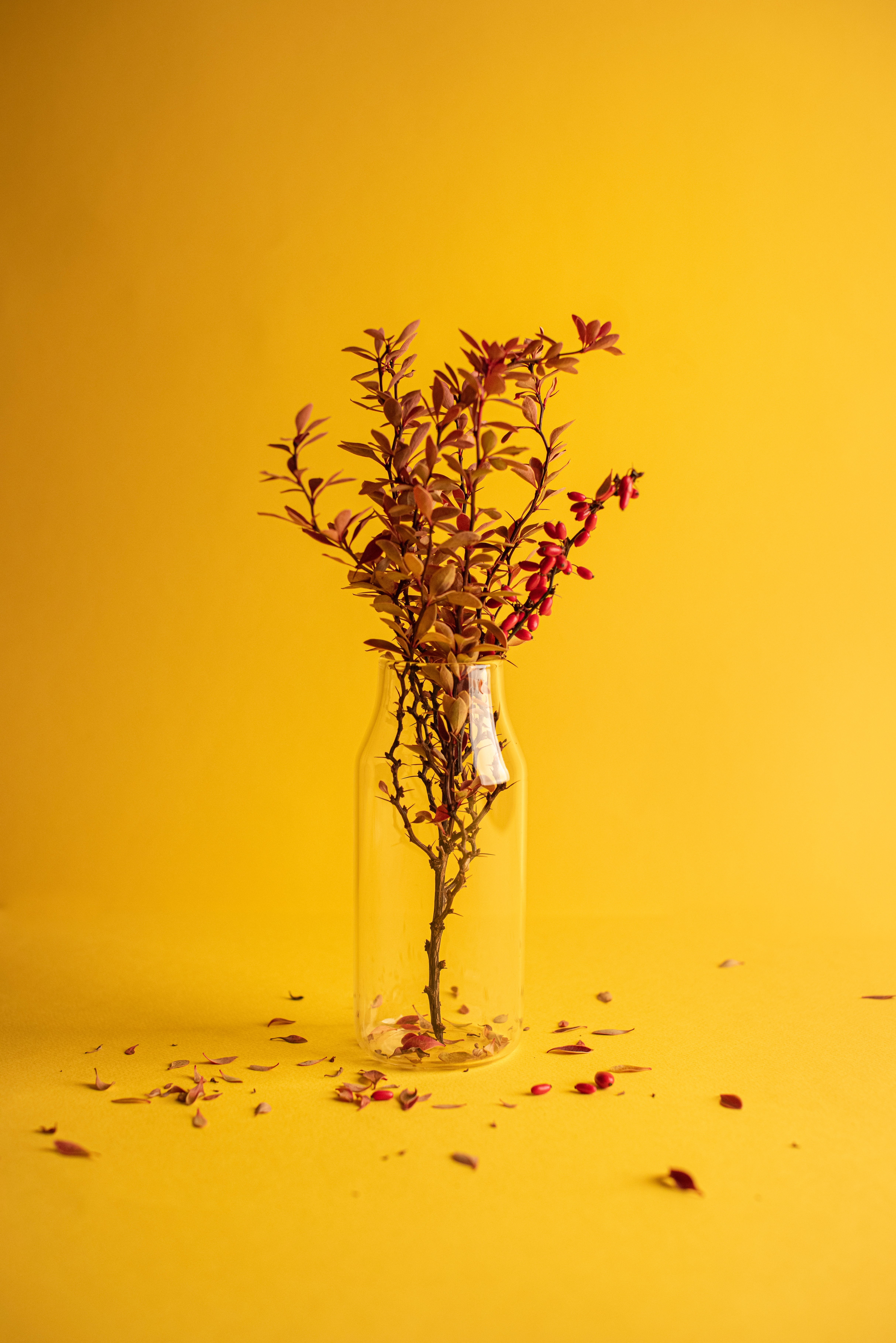 minimalism, yellow, branch, vase