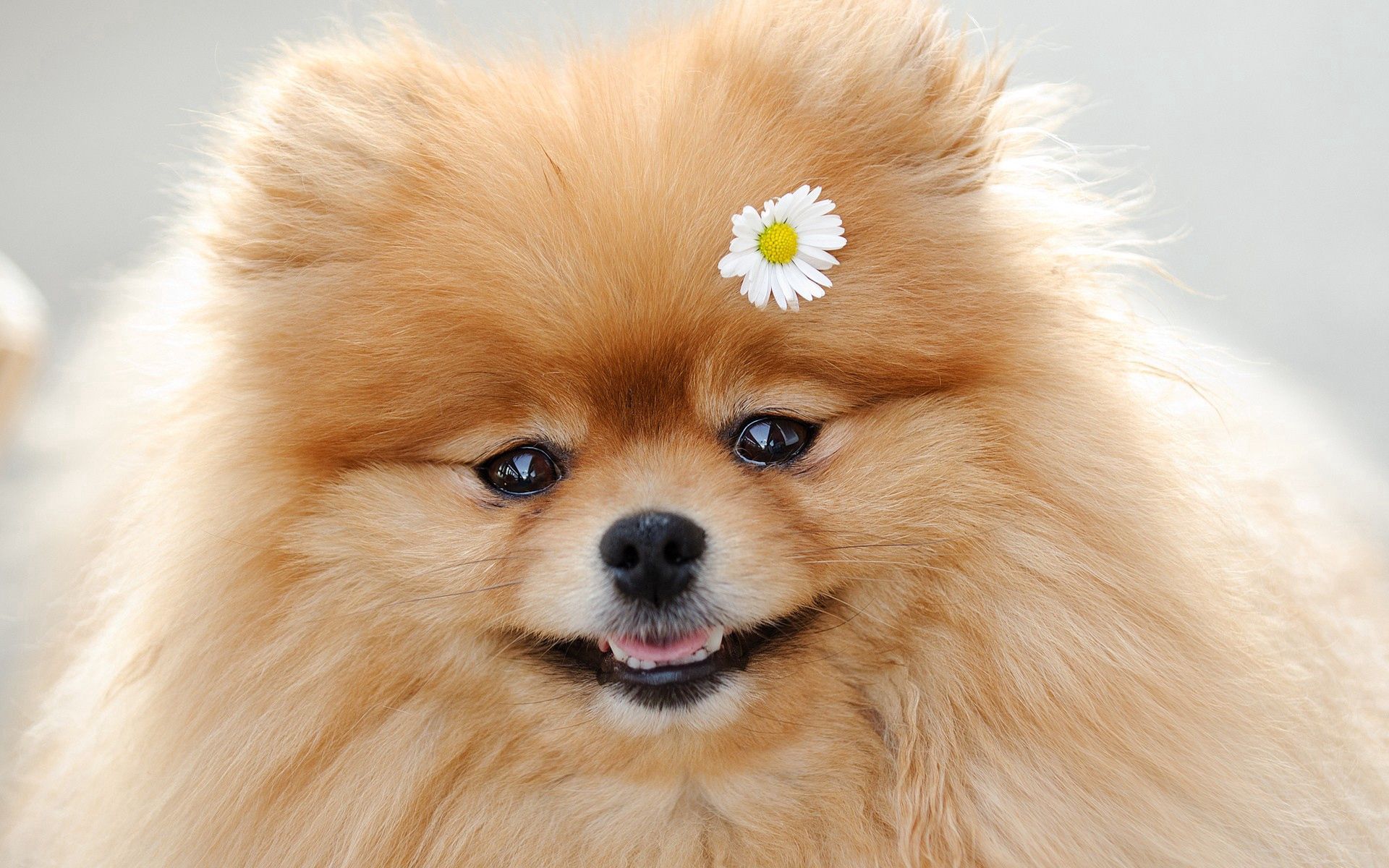 wallpapers sweetheart, animals, flower, fluffy, dog, muzzle, nice