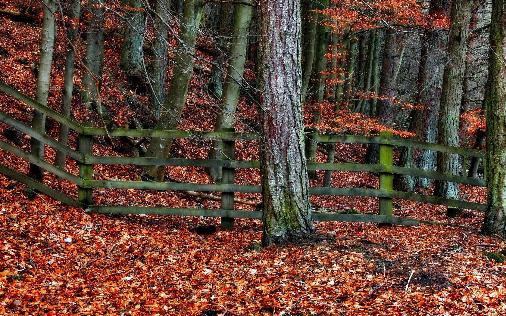 autumn, nature, trees, leaves, orange, wood, tree, grey, fence, fencing, enclosure Full HD