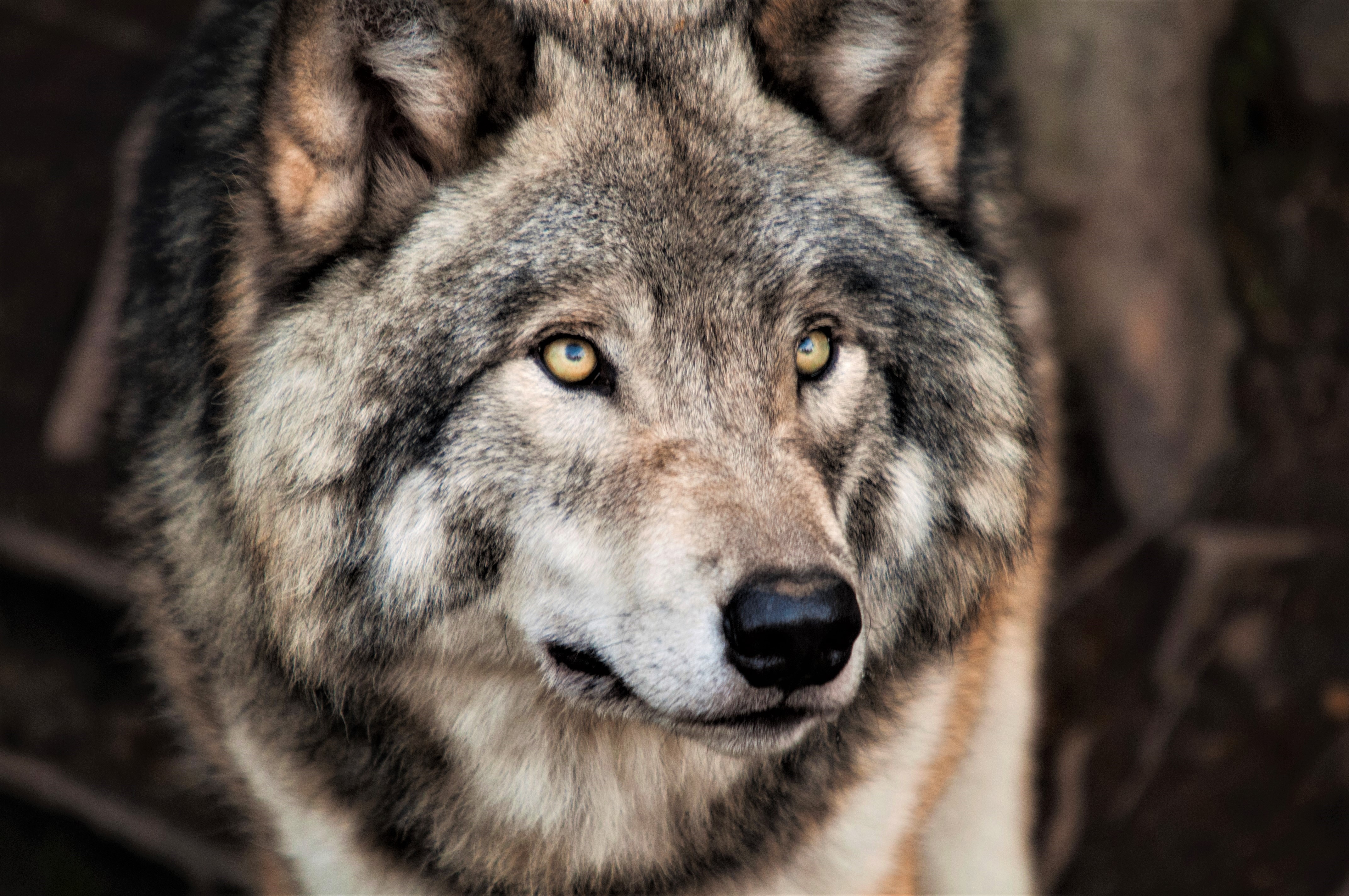 427115 Bild herunterladen tiere, wolf, gesicht, grauer wolf, wolves - Hintergrundbilder und Bildschirmschoner kostenlos