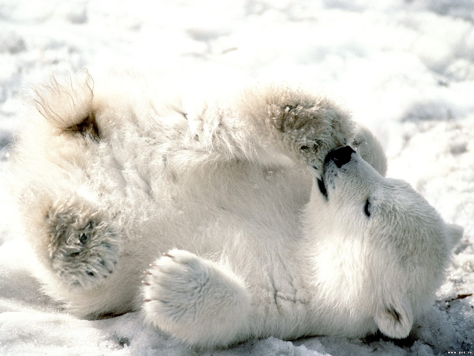 Скачать обои бесплатно Медведи, Снег, Животные картинка на рабочий стол ПК