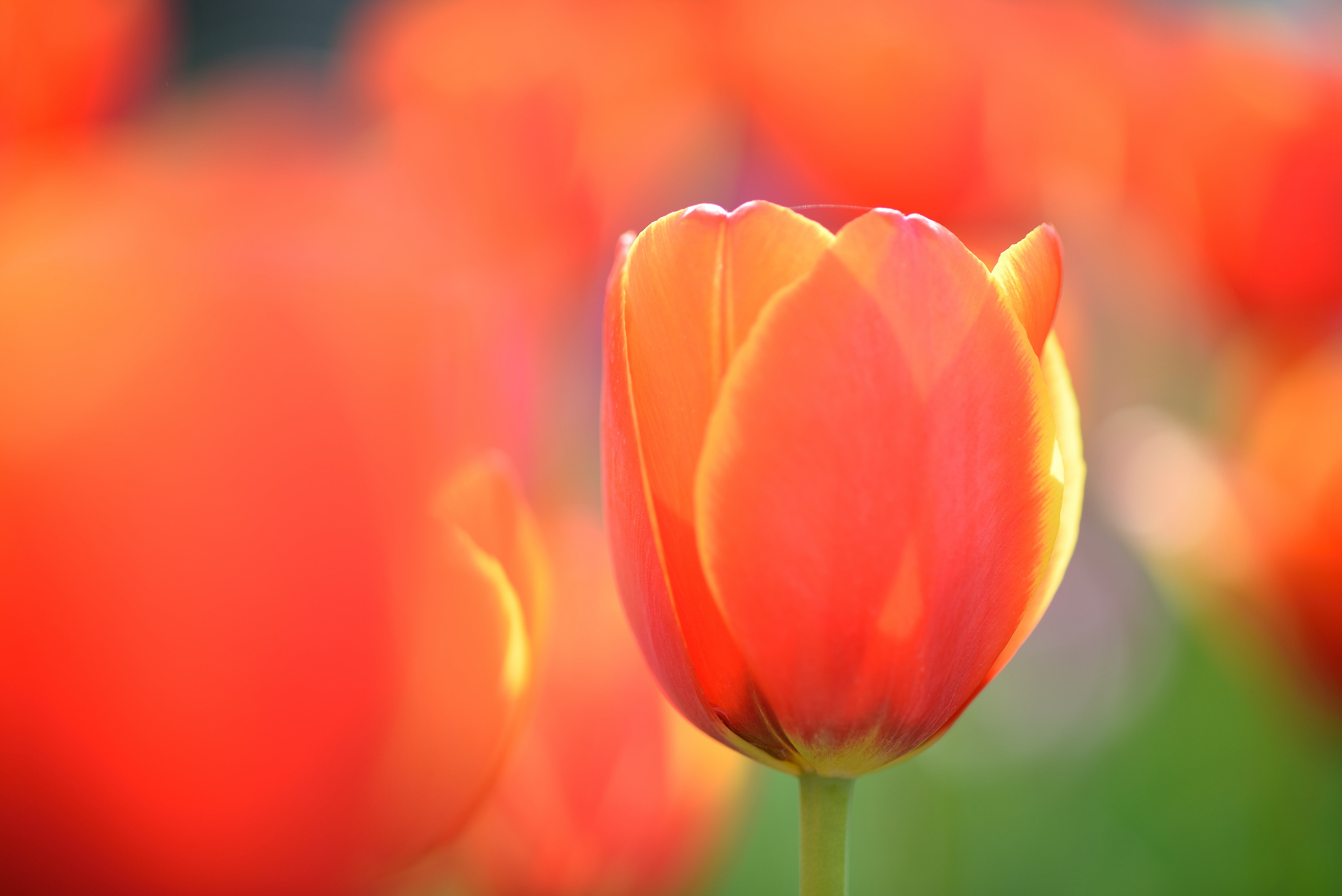 Цветы тюльпаны оранжевые