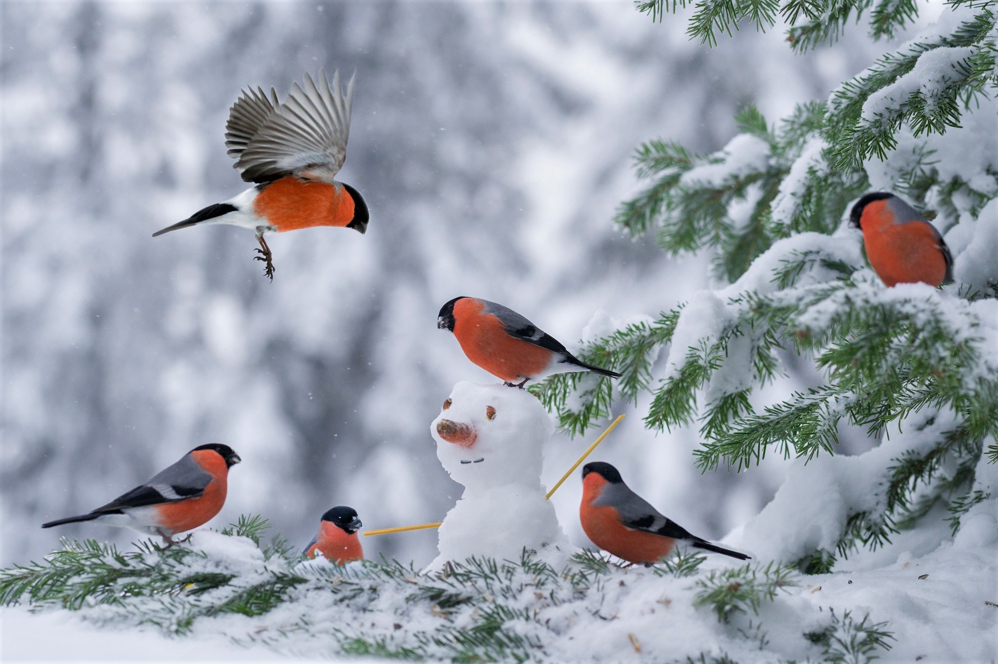 bullfinch, snowman, animal, bird, snow, winter, birds 8K