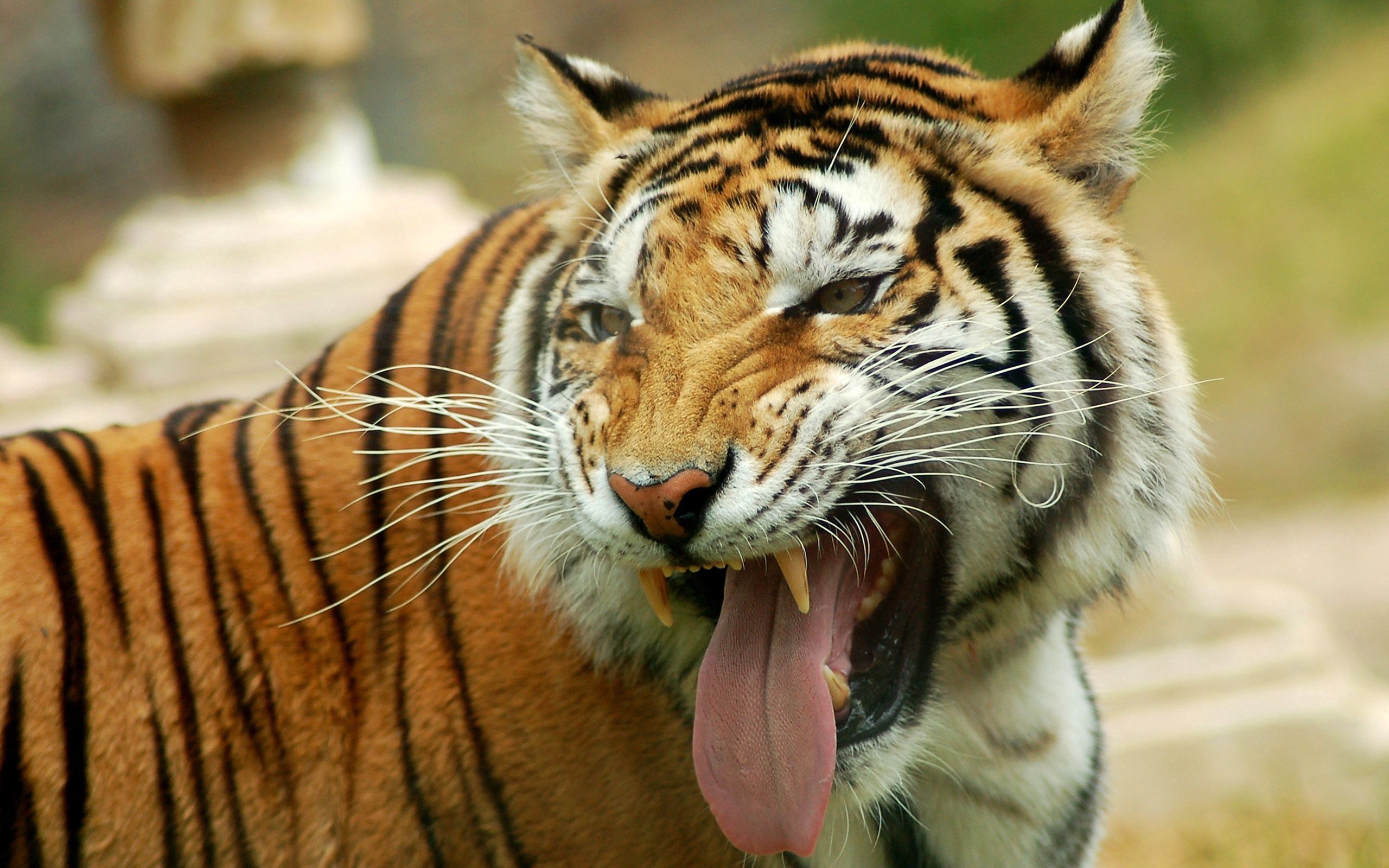 big cat, animals, grin, muzzle, predator, tiger, anger QHD