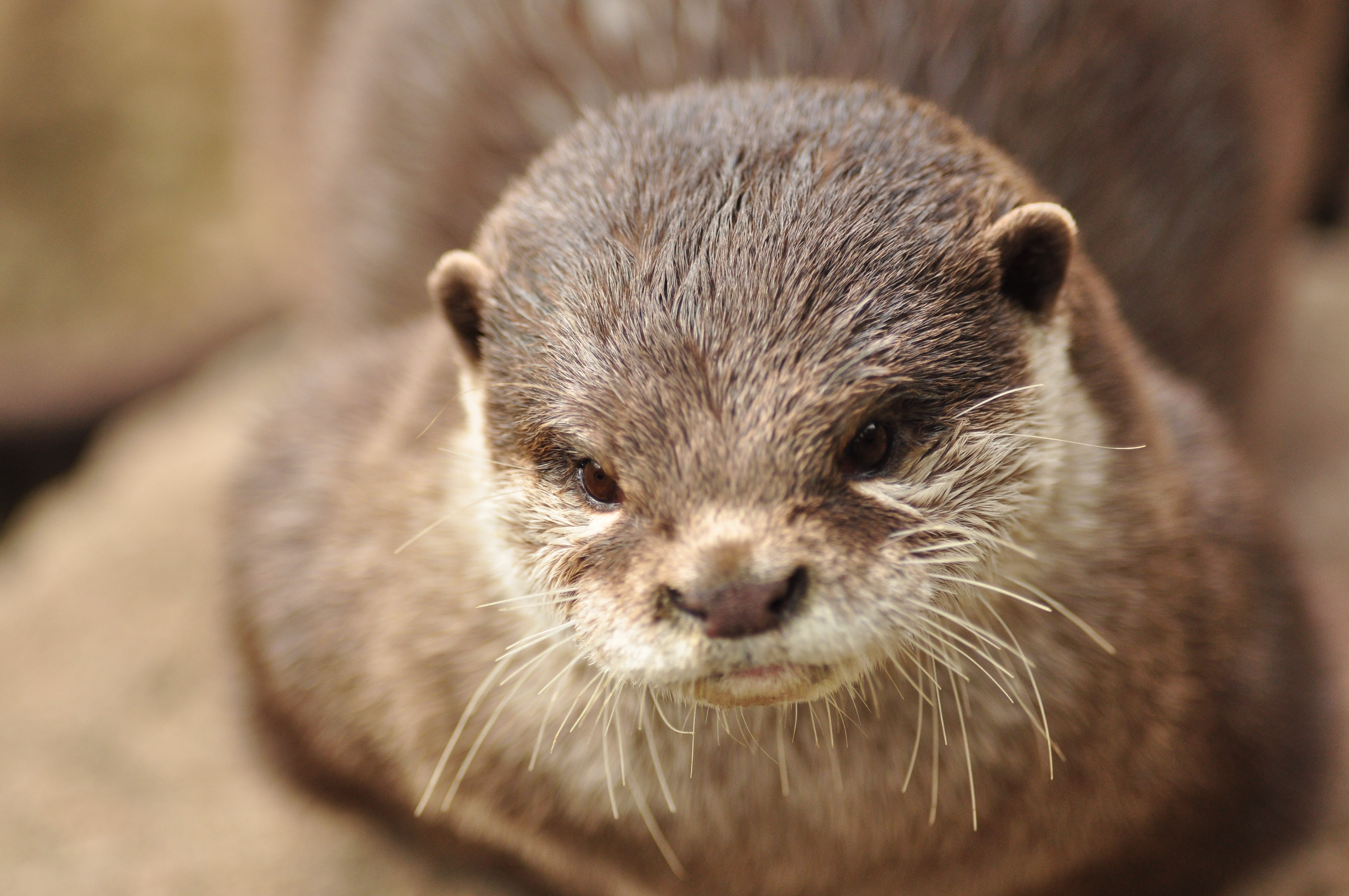 Download mobile wallpaper Muzzle, Animal, Otter, Animals, Brown for free.