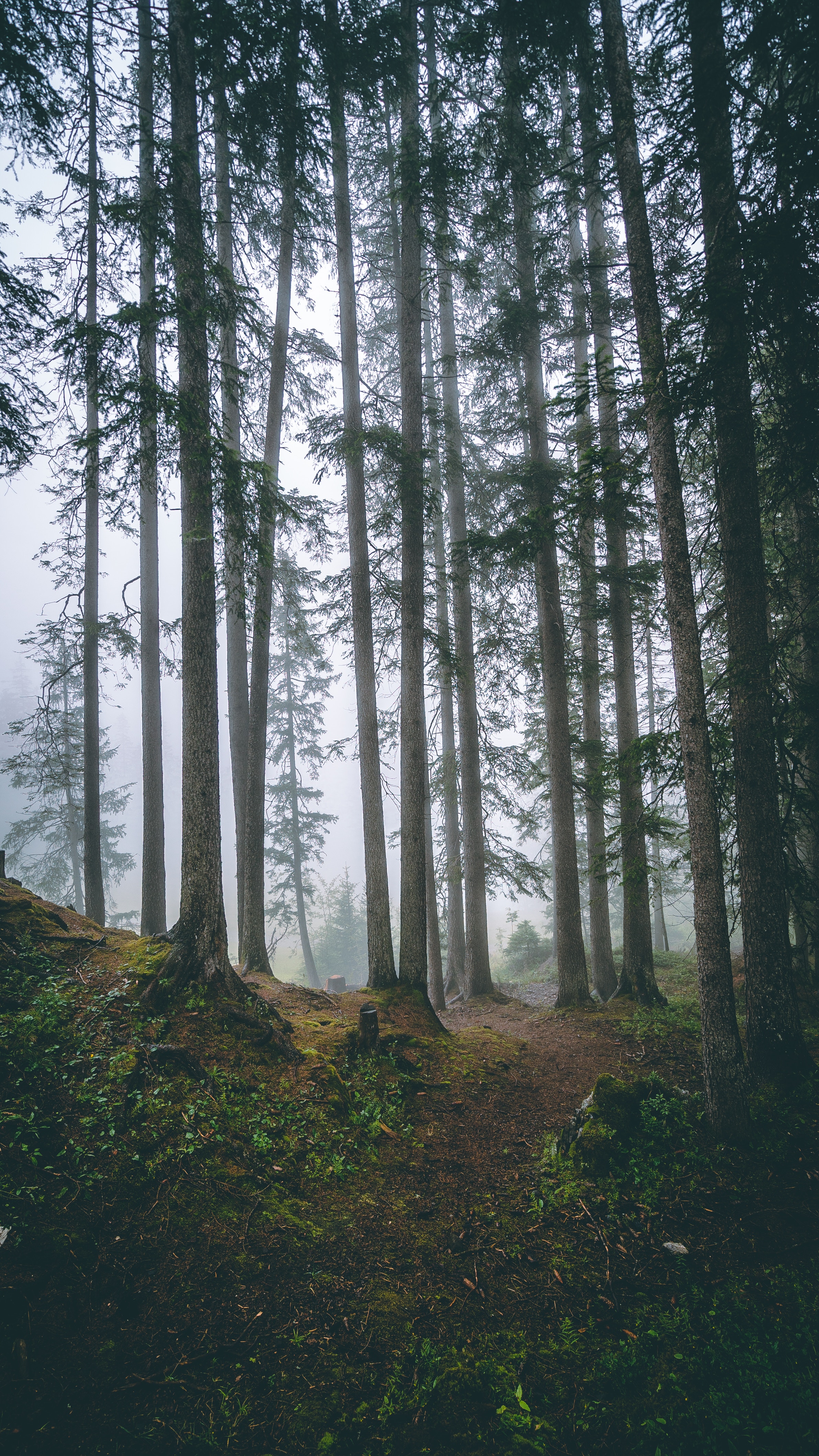 nature, trees, pine, coniferous, forest, fog, trunks UHD