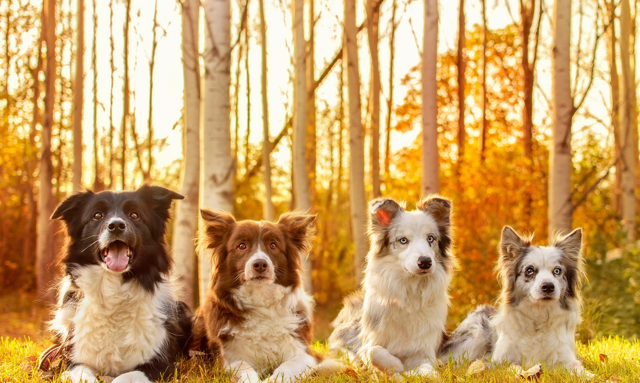 animal, dog, australian shepherd, bokeh, border collie, sunny, dogs lock screen backgrounds