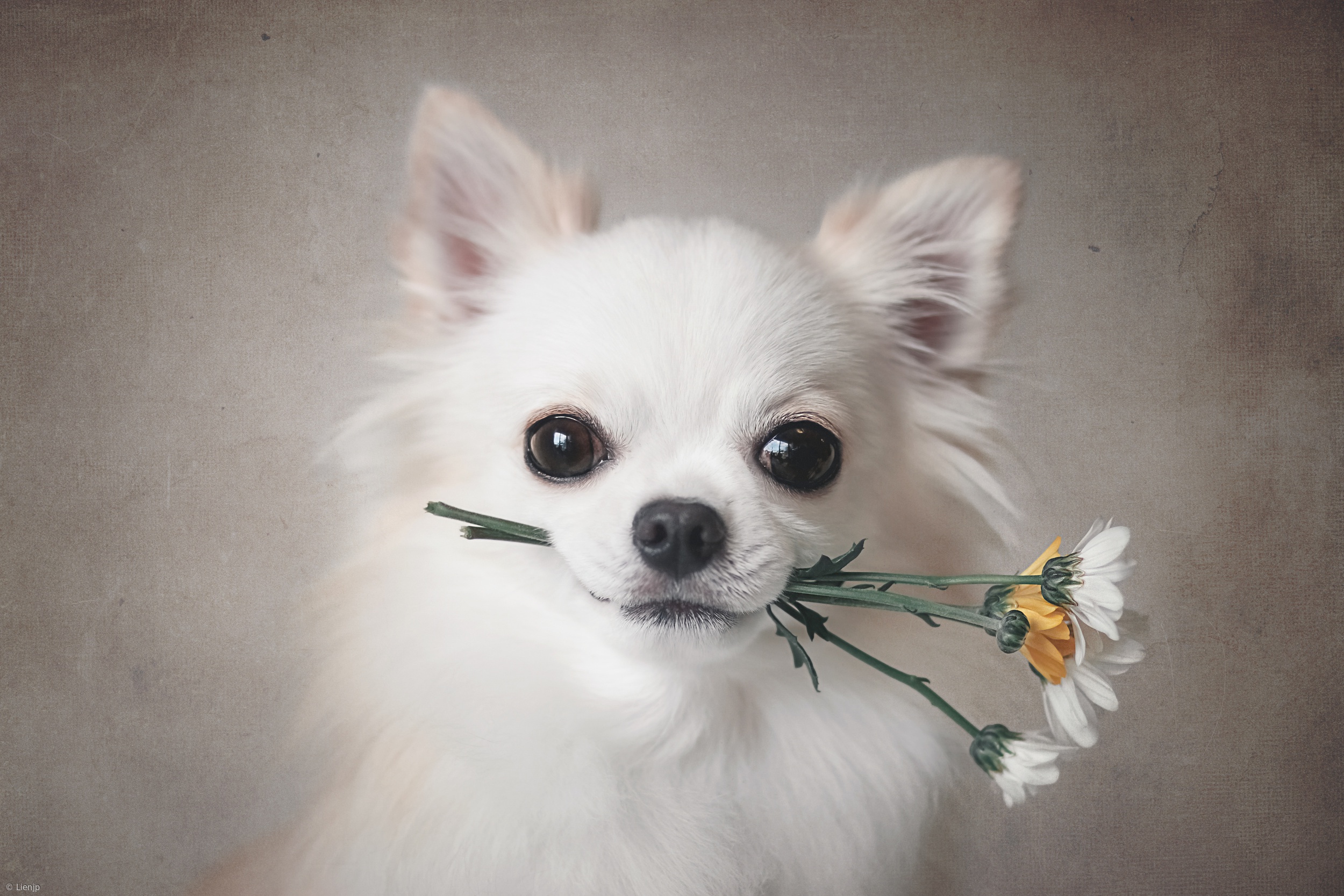 animal, chihuahua, dog, flower, dogs cellphone