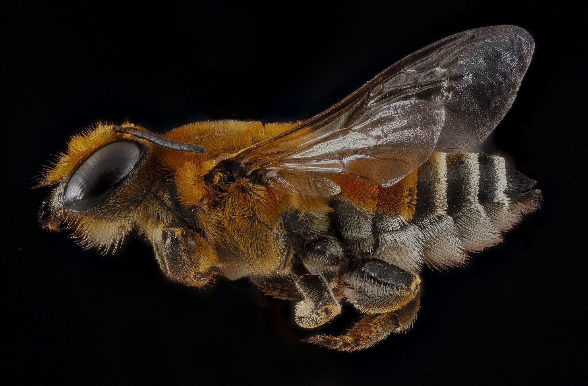 Фото осы и пчелы крупным планом