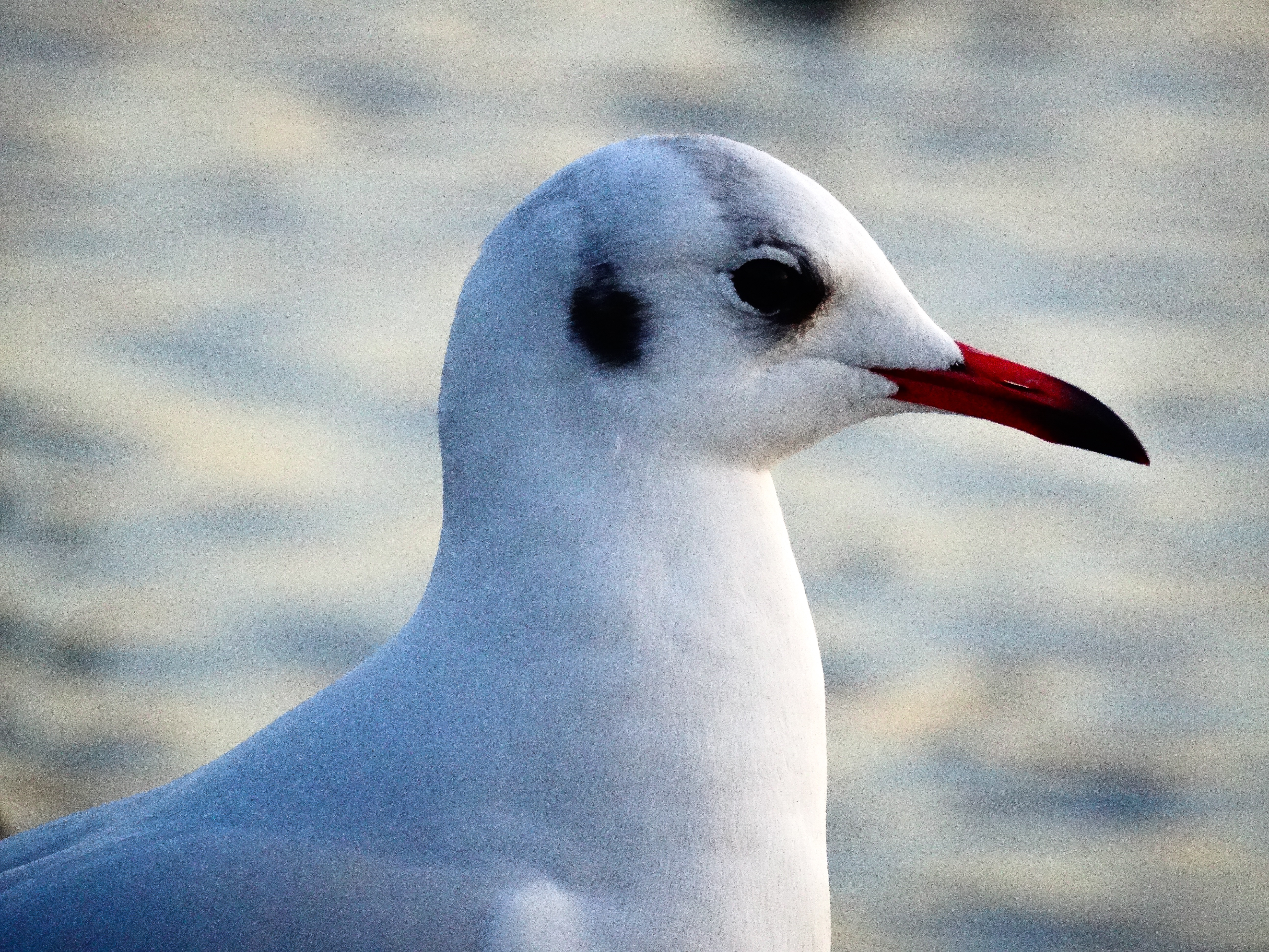 animals, bird, beak, gull, seagull Ultra HD, Free 4K, 32K