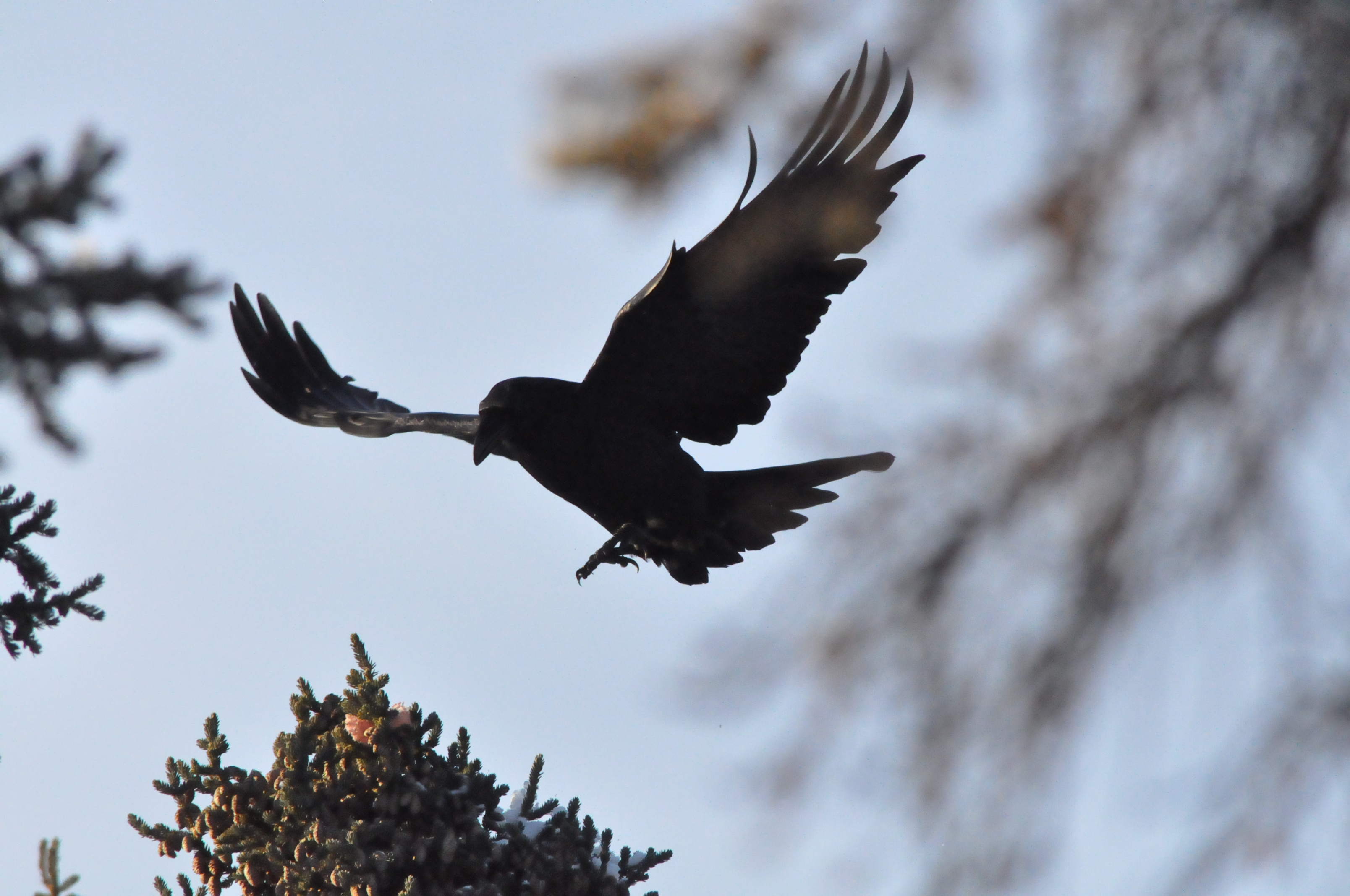 Crows flight. Ворона. Ворон летит. Черный ворон. Ворона в полете.