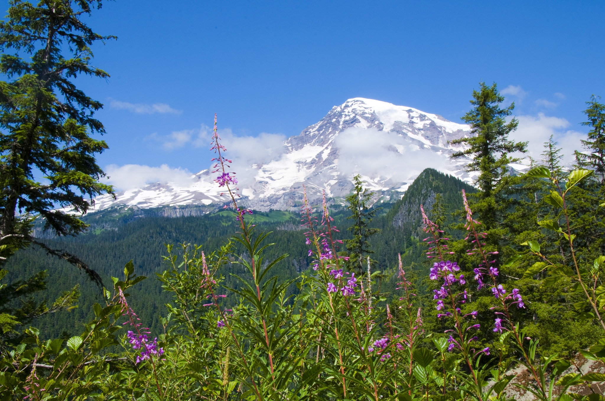 Handy-Wallpaper Mount Rainier Nationalpark, Mountains, Wald, Natur, Blumen kostenlos herunterladen.
