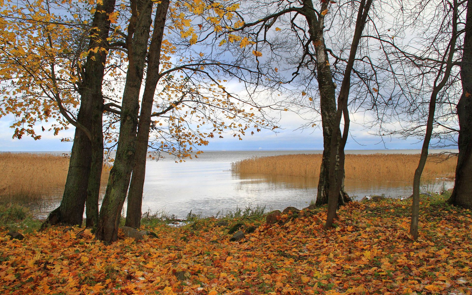 Handy-Wallpaper Wald, Natur, Reflexion, Pfütze, Deutschland, Herbst kostenlos herunterladen.