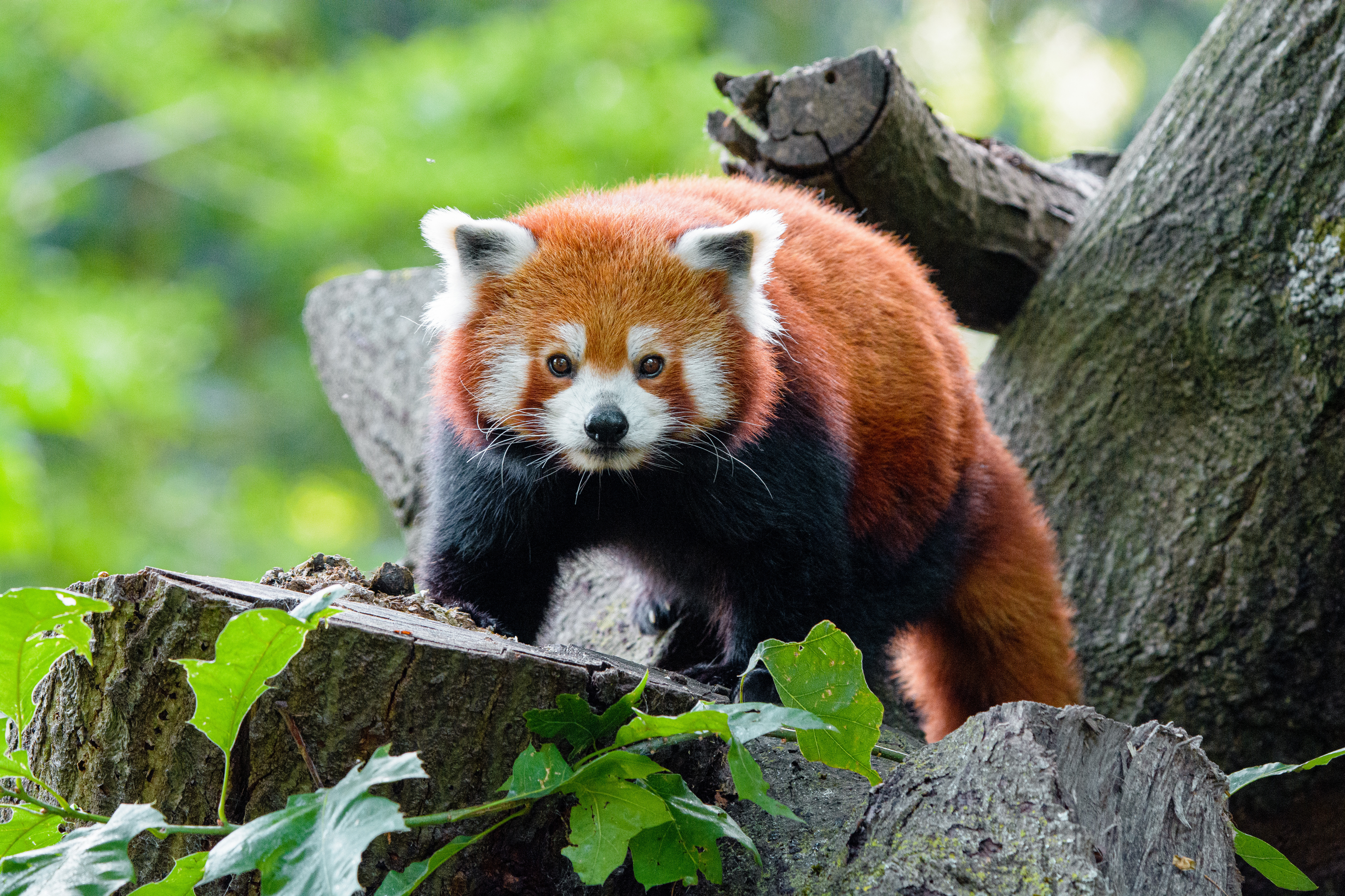 Download mobile wallpaper Muzzle, Sight, Opinion, Animals, Red Panda, Panda for free.