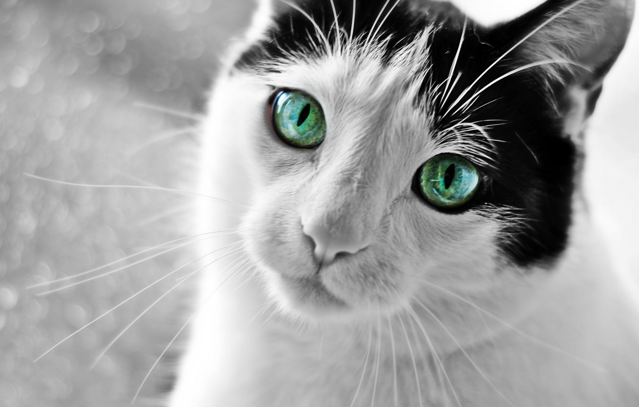 Чёрно-белый кот с зелёными глазами