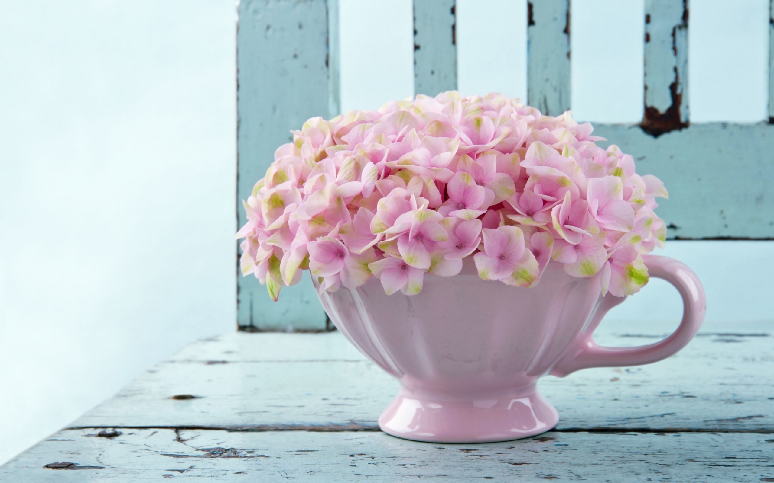 Handy-Wallpaper Blumen, Pflanzen, Bouquets kostenlos herunterladen.