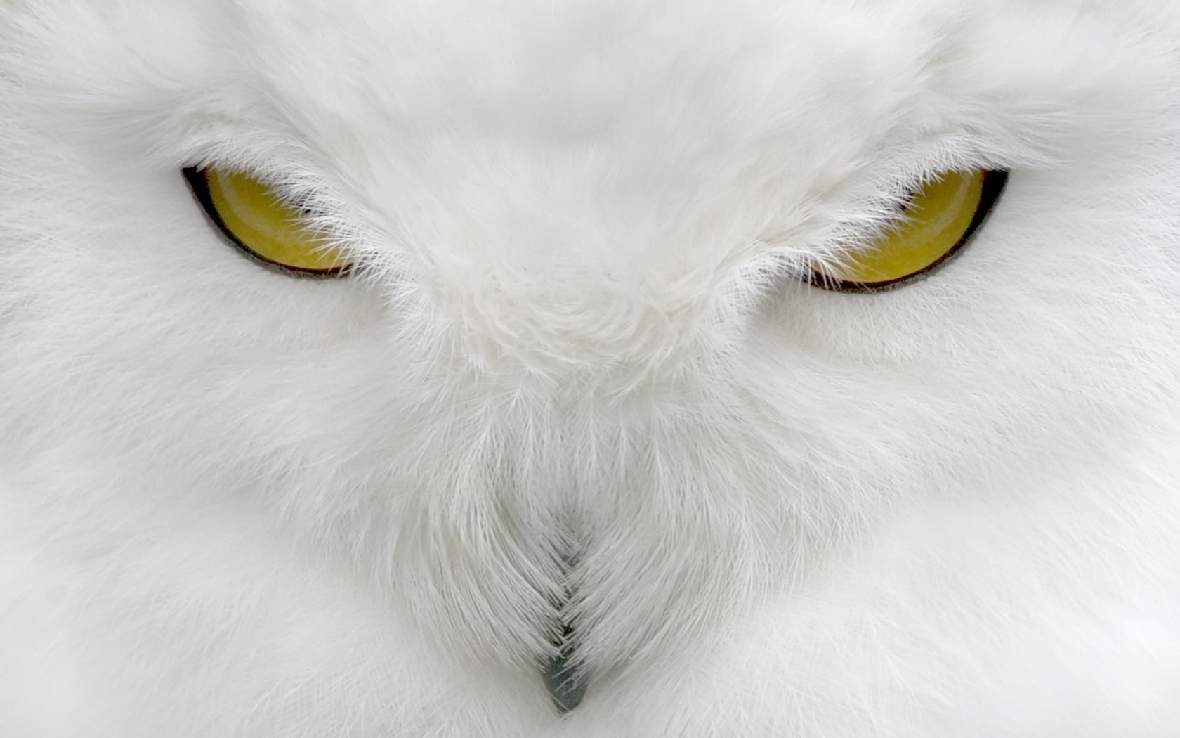 Free download wallpaper Owl, Animals on your PC desktop