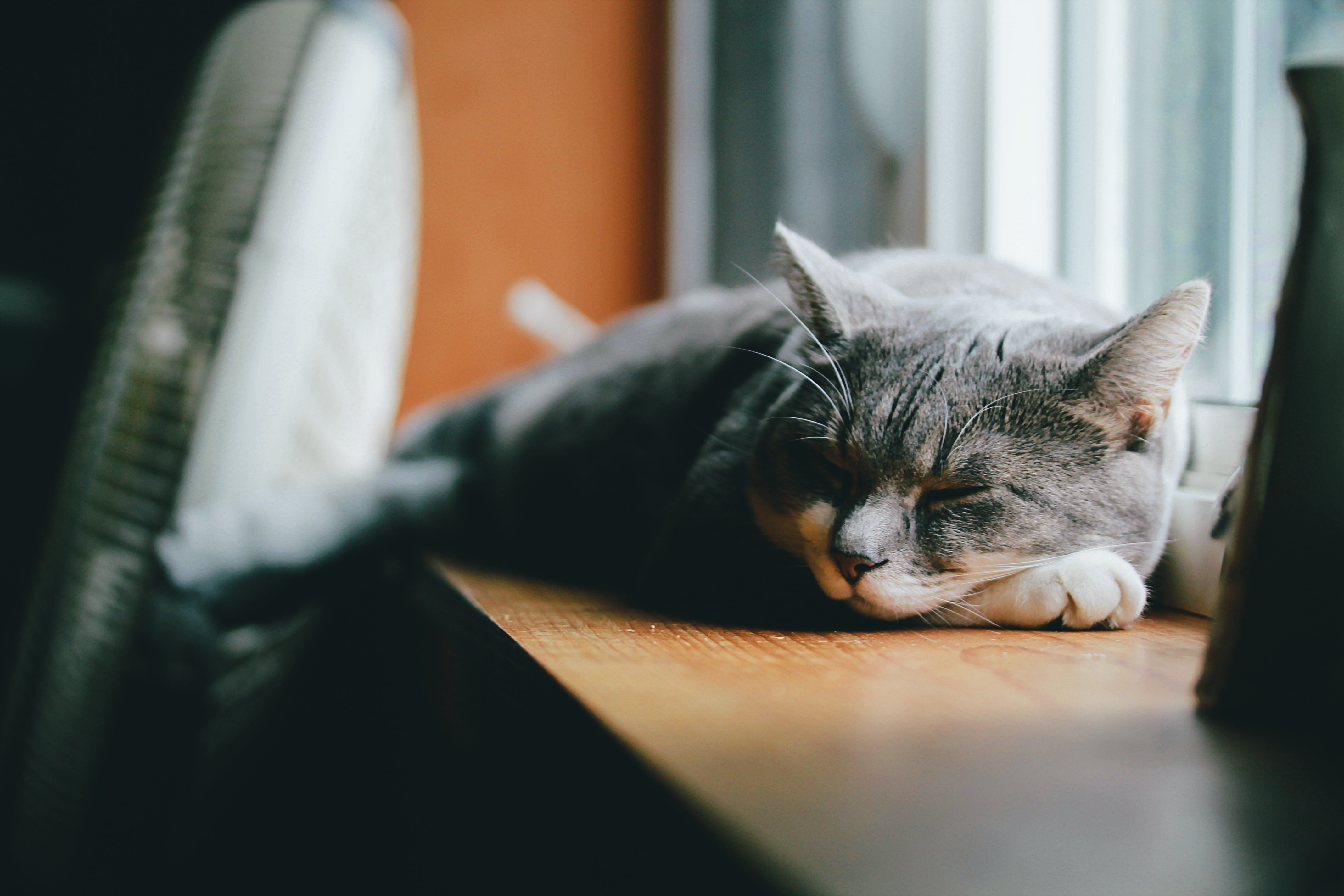 Серые сны. Спящий кот на подоконнике. Кот спит. Кошка лежит на подоконнике. Кошка спит на подоконнике.